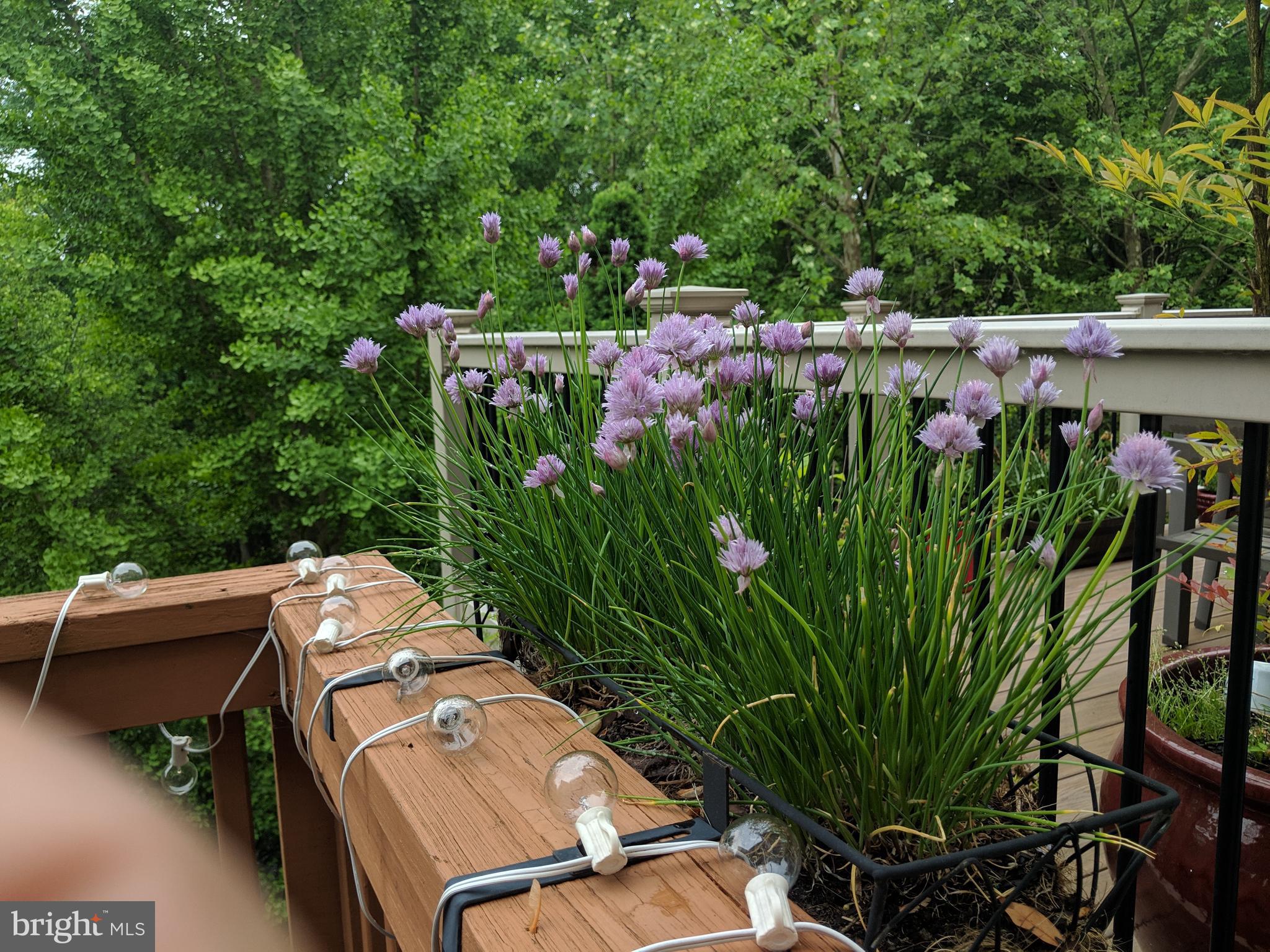 PT ROCKVILLE TWN RES 1 - Residential