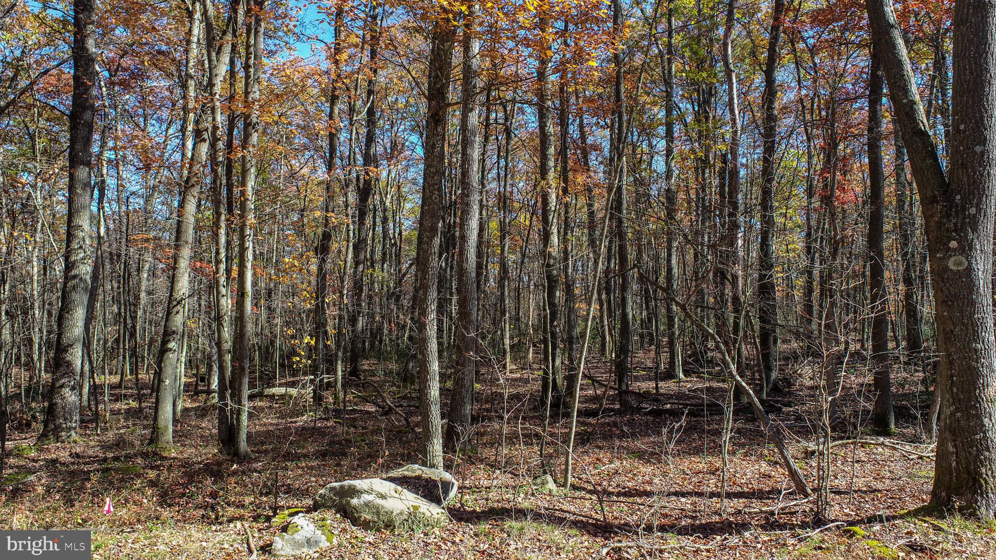 PINEY MOUNTAIN CORP - Land