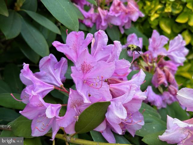 FALCONHURST - Residential