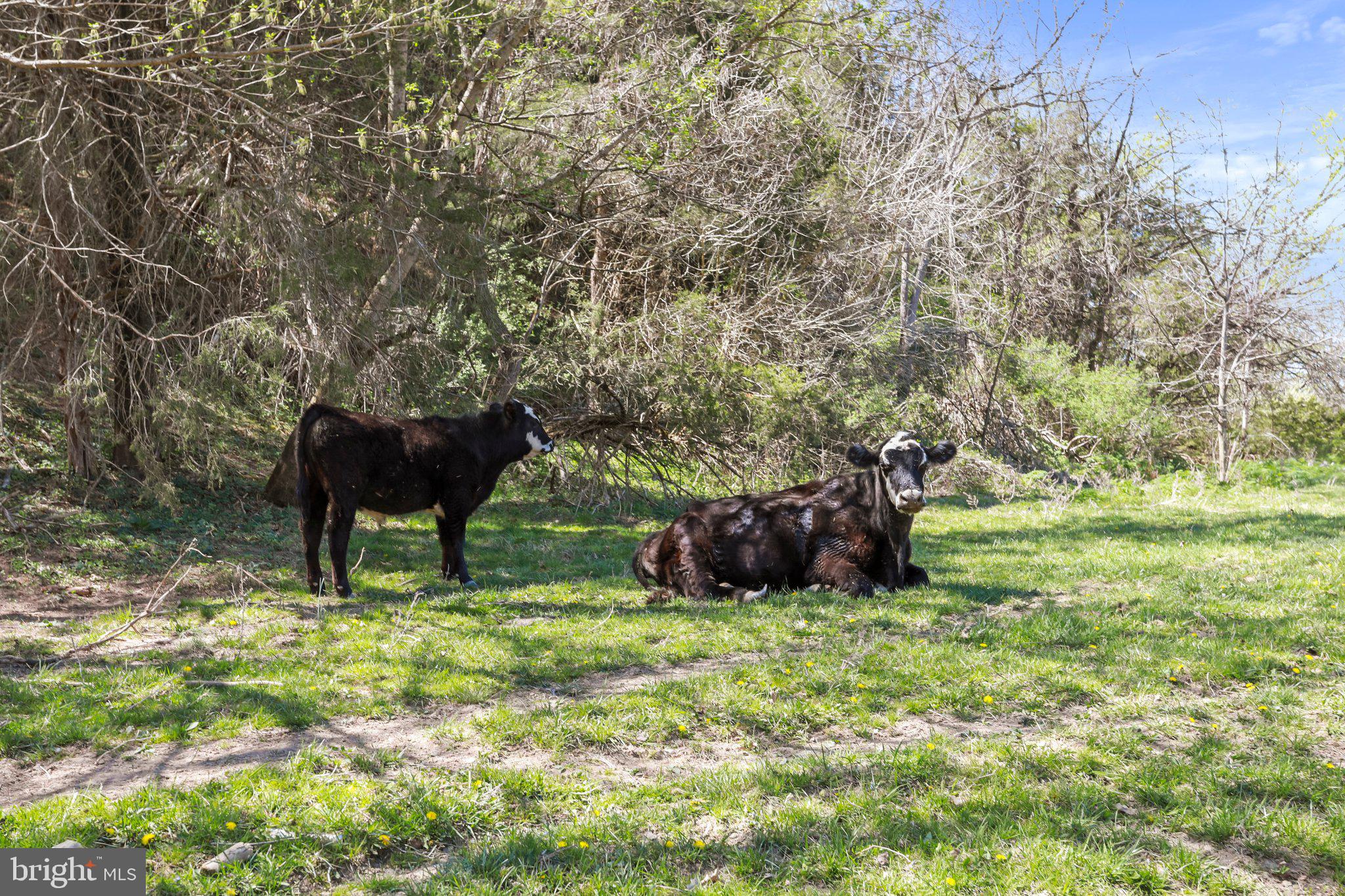 CROOKED RUN - Commercial Sale