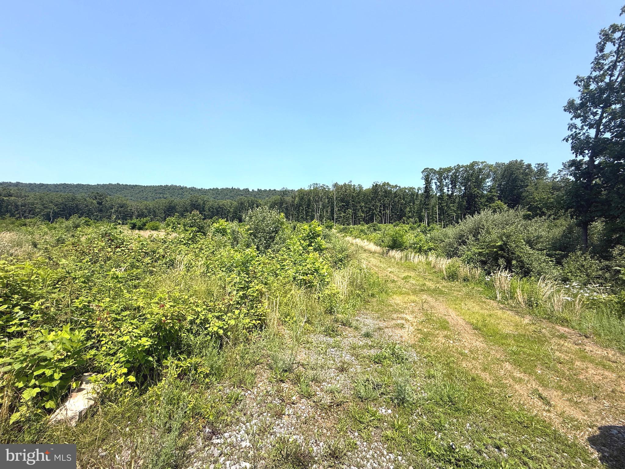 CRITTON OWL HOLLOW ROAD