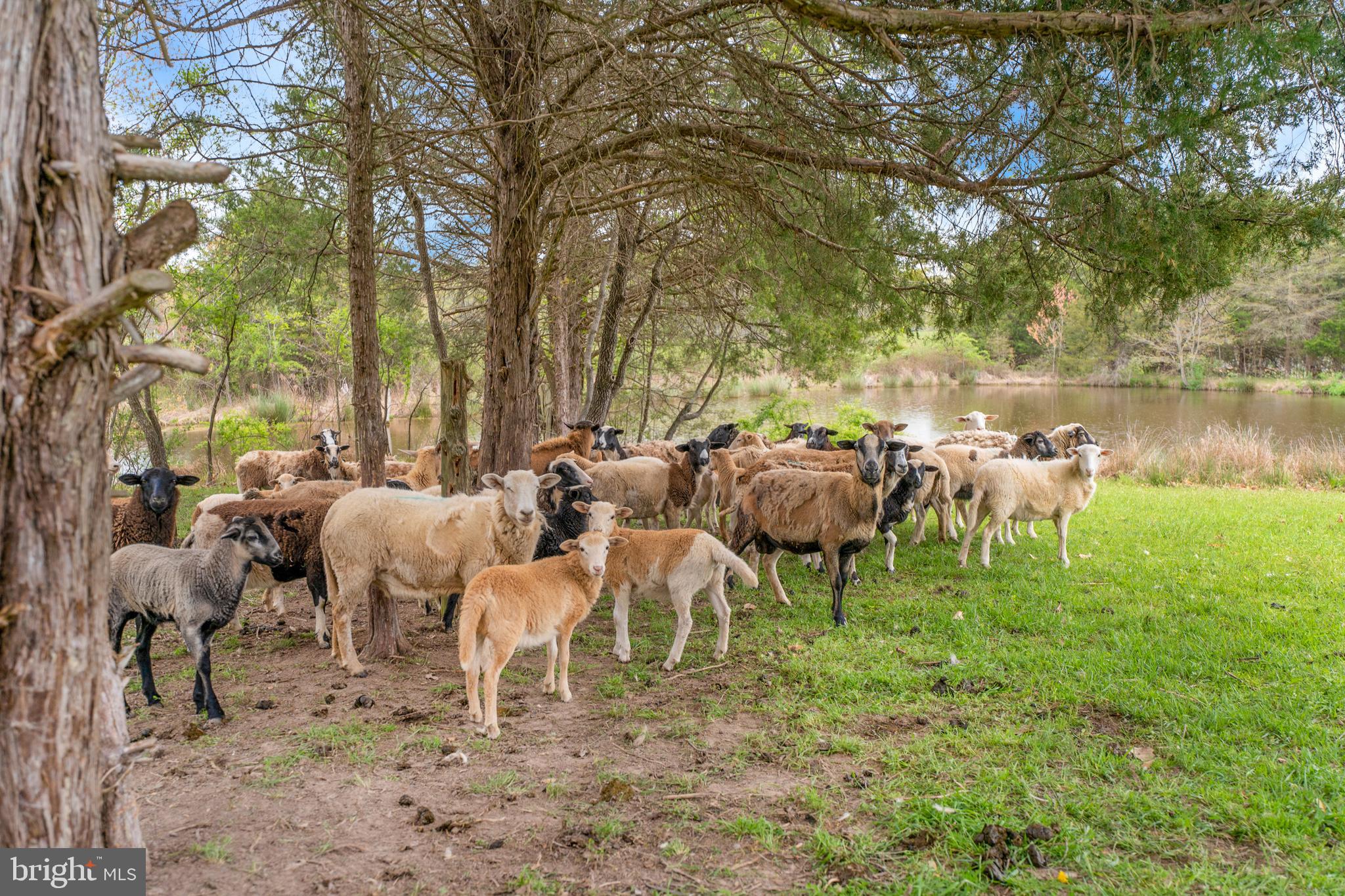 ORANGE - Residential