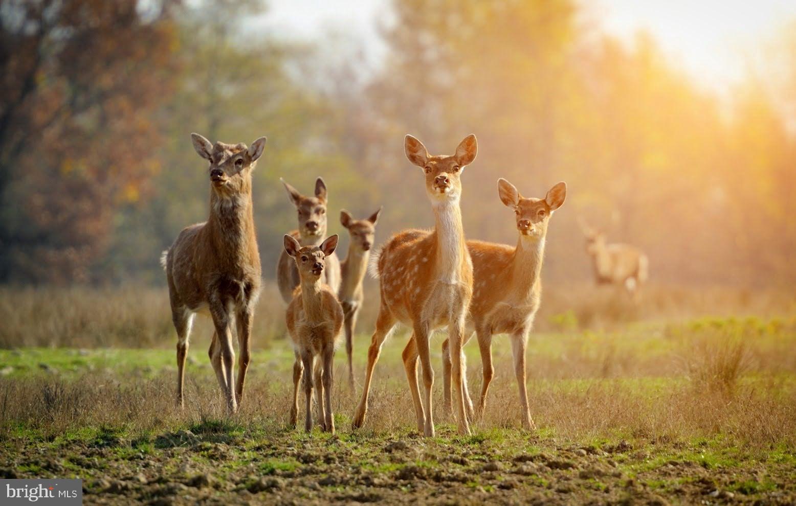 614 GRAYSTONES JERAS RD LOT HV-5