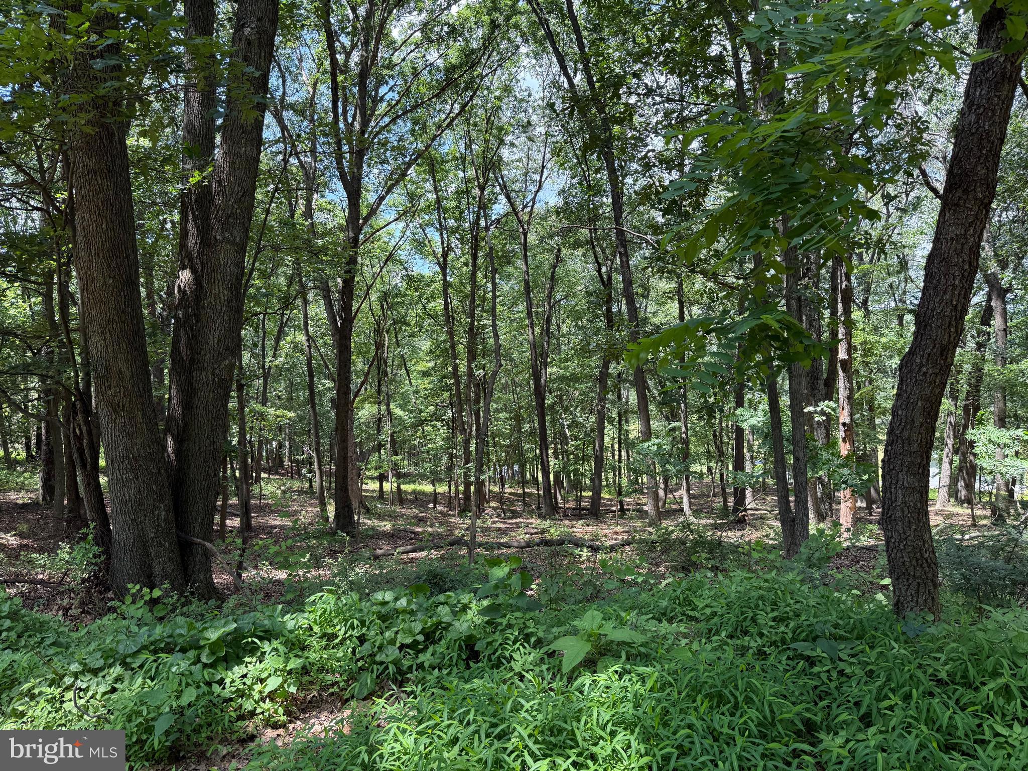 Flat ground in the Mountain State does exist! Gorgeous, wooded, lots ready for your home(s), mobile home(s), or home(s) away from home.