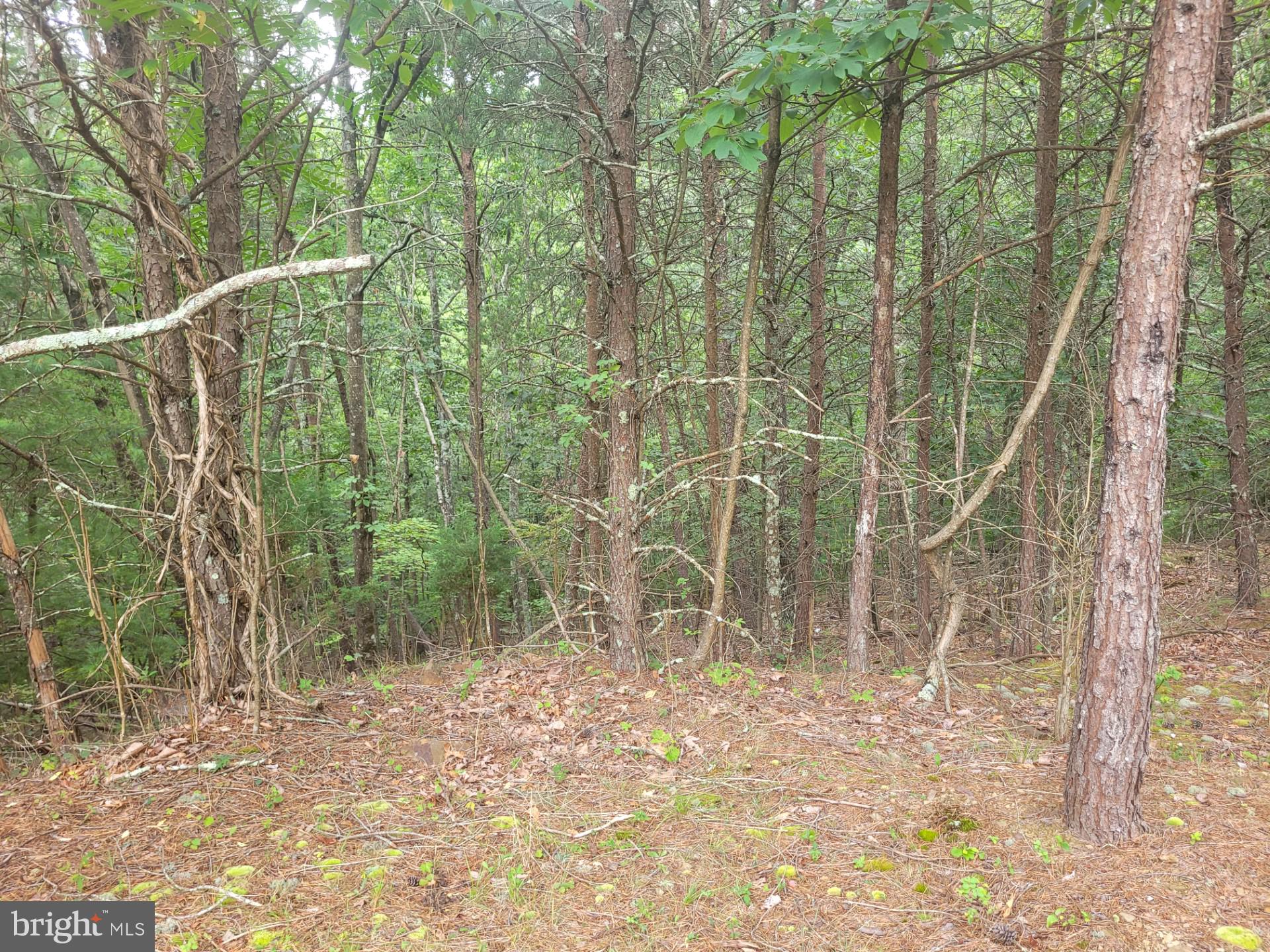 FRENCHBURG ESTATES - Land