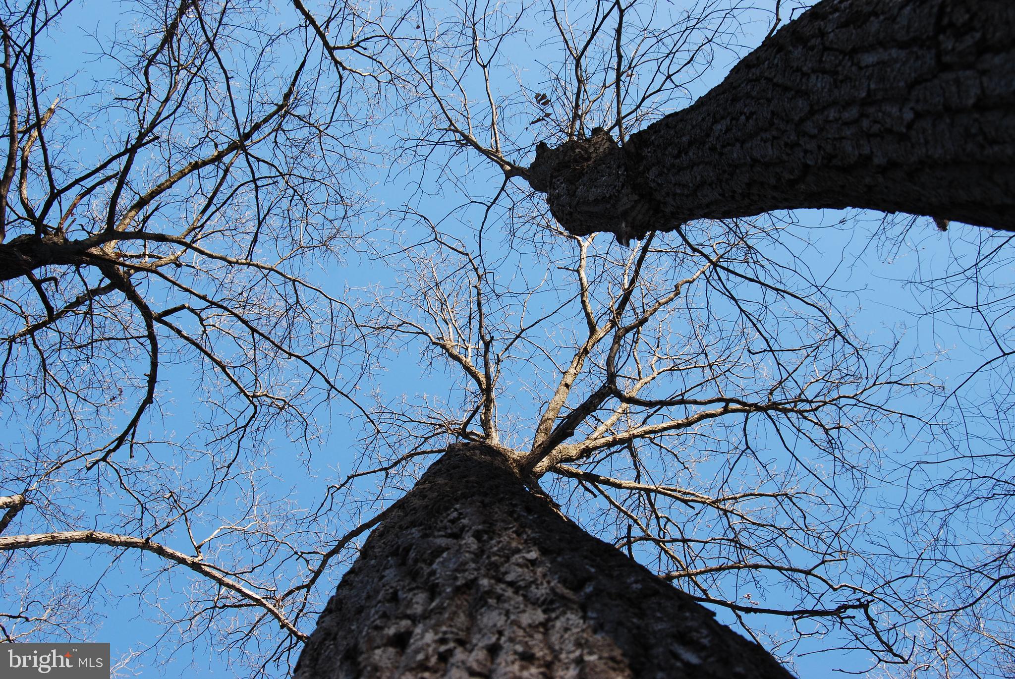 ROUND TOP ESTATES - Land