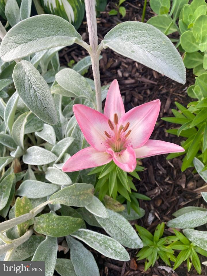 PARKVILLE - Residential