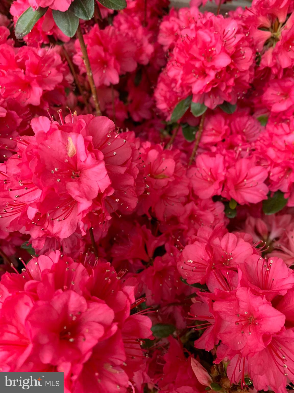 FREDERICKTOWNE VILLAGE - Residential