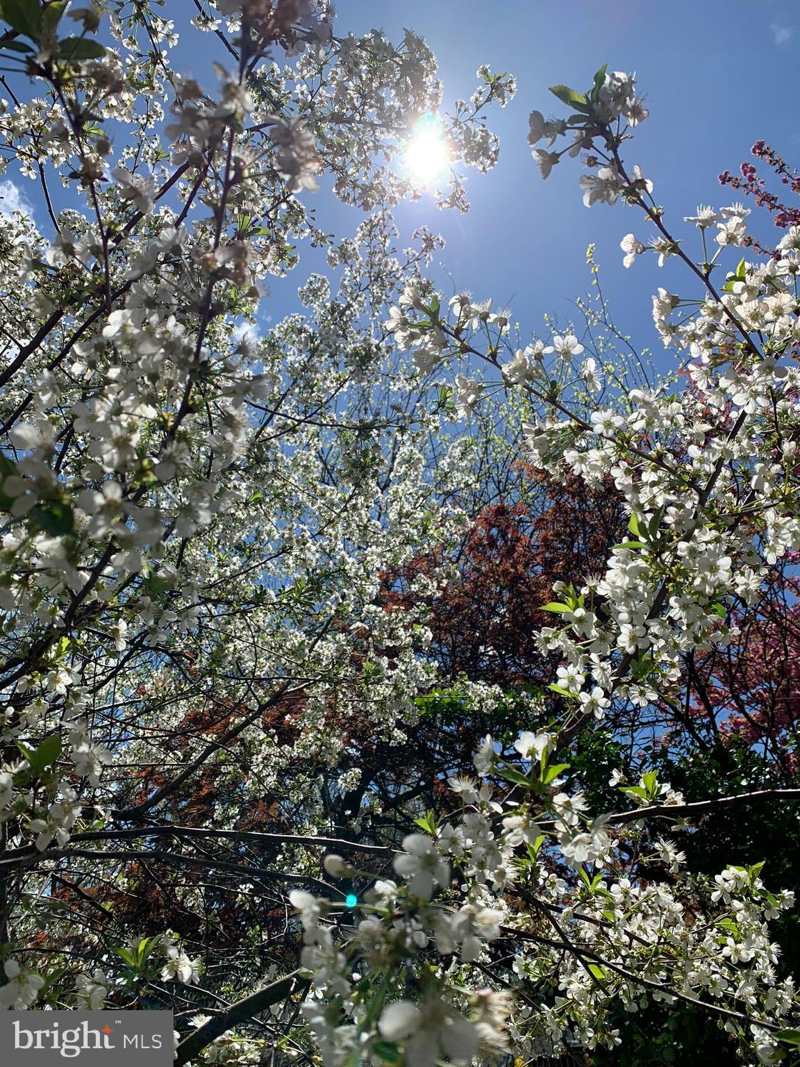 FREDERICKTOWNE VILLAGE - Residential