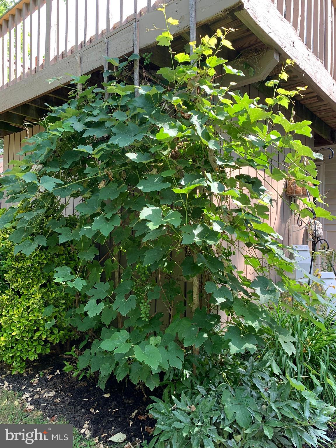 FREDERICKTOWNE VILLAGE - Residential