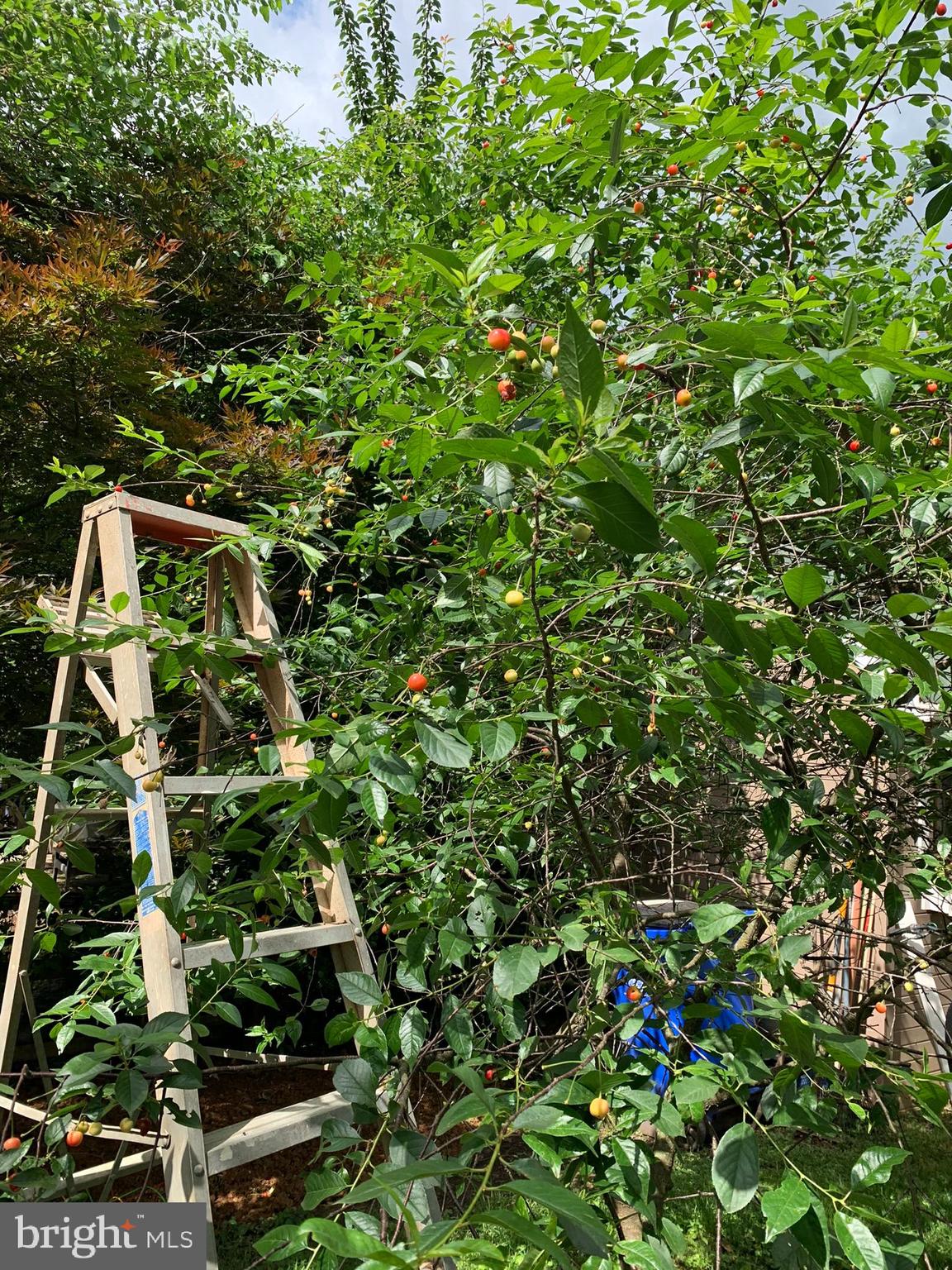 FREDERICKTOWNE VILLAGE - Residential