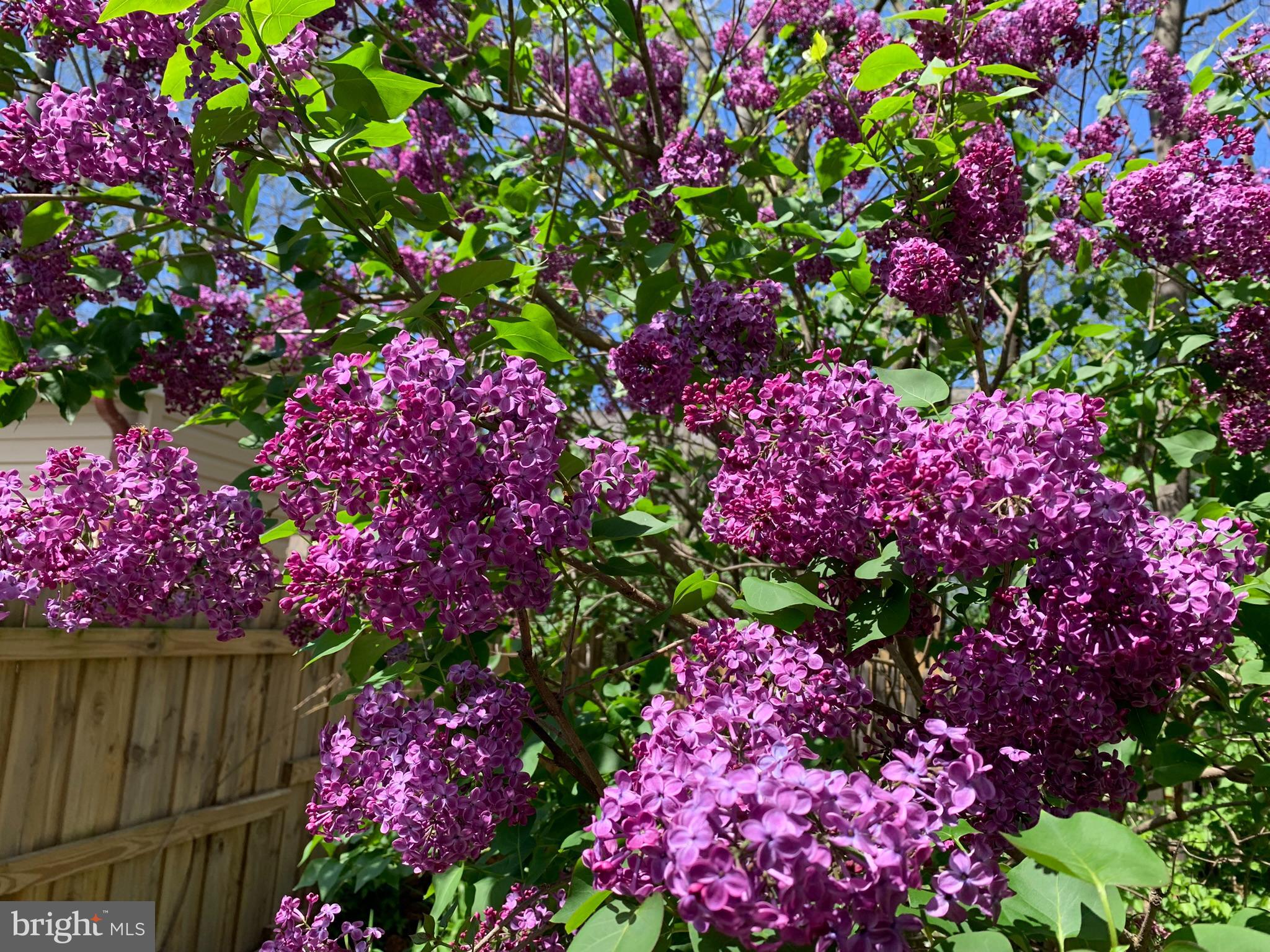 FREDERICKTOWNE VILLAGE - Residential