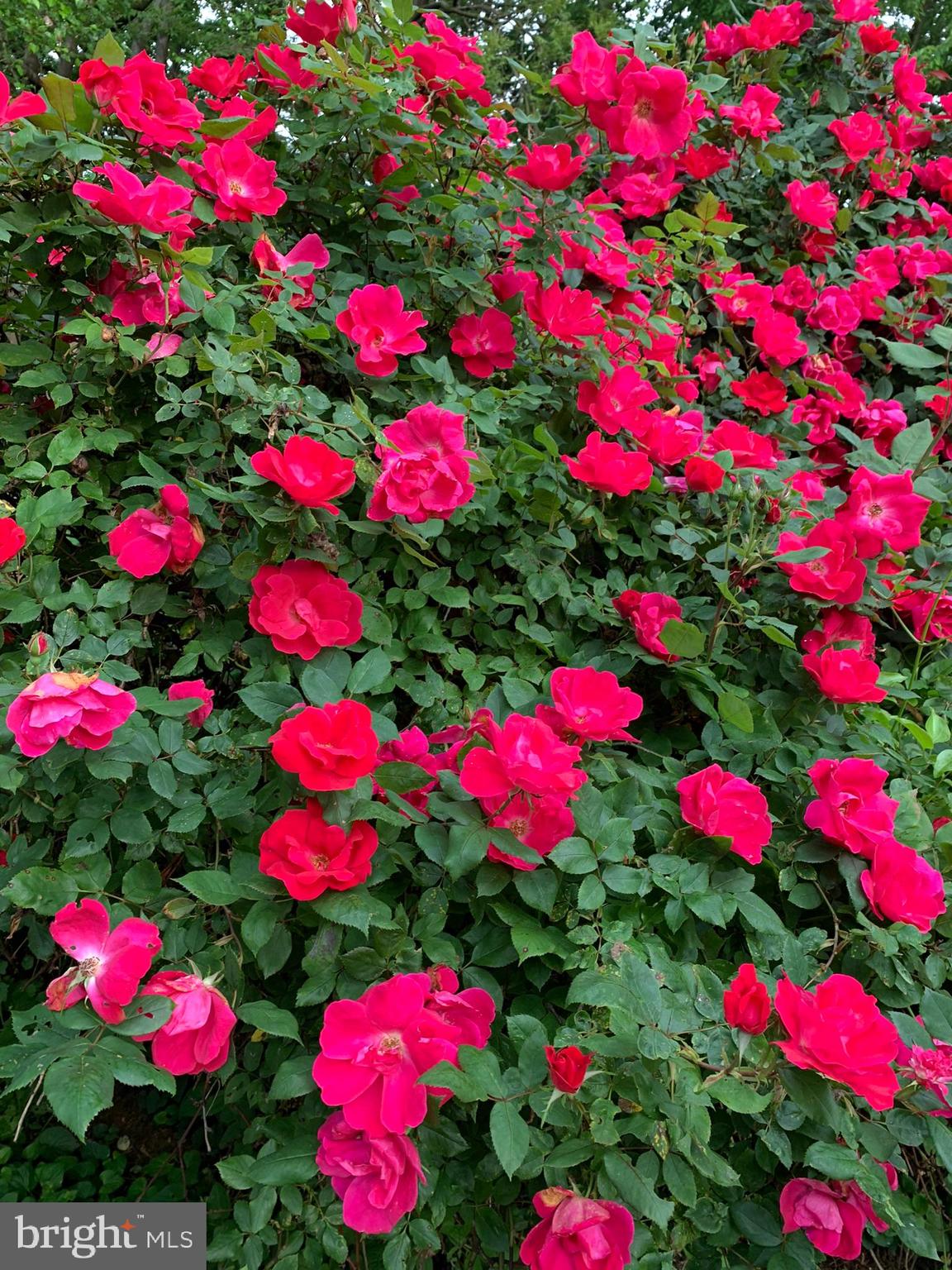 FREDERICKTOWNE VILLAGE - Residential