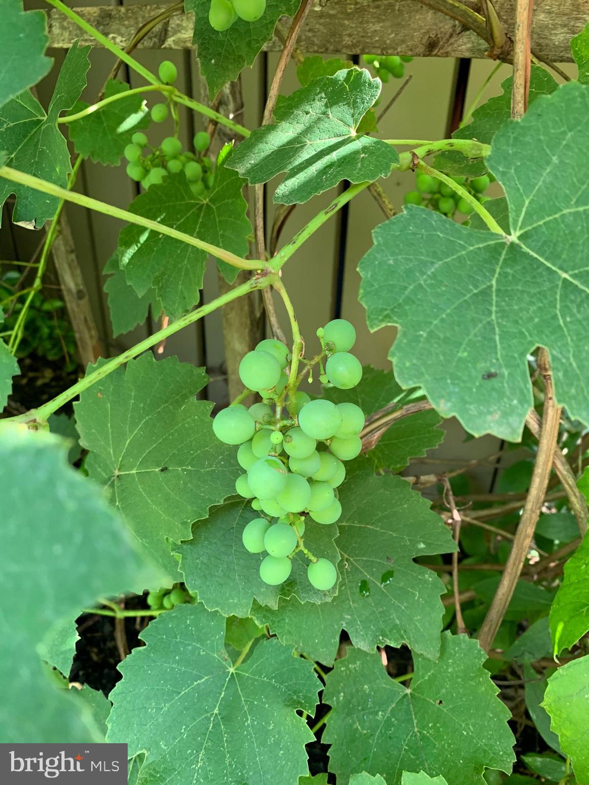 FREDERICKTOWNE VILLAGE - Residential