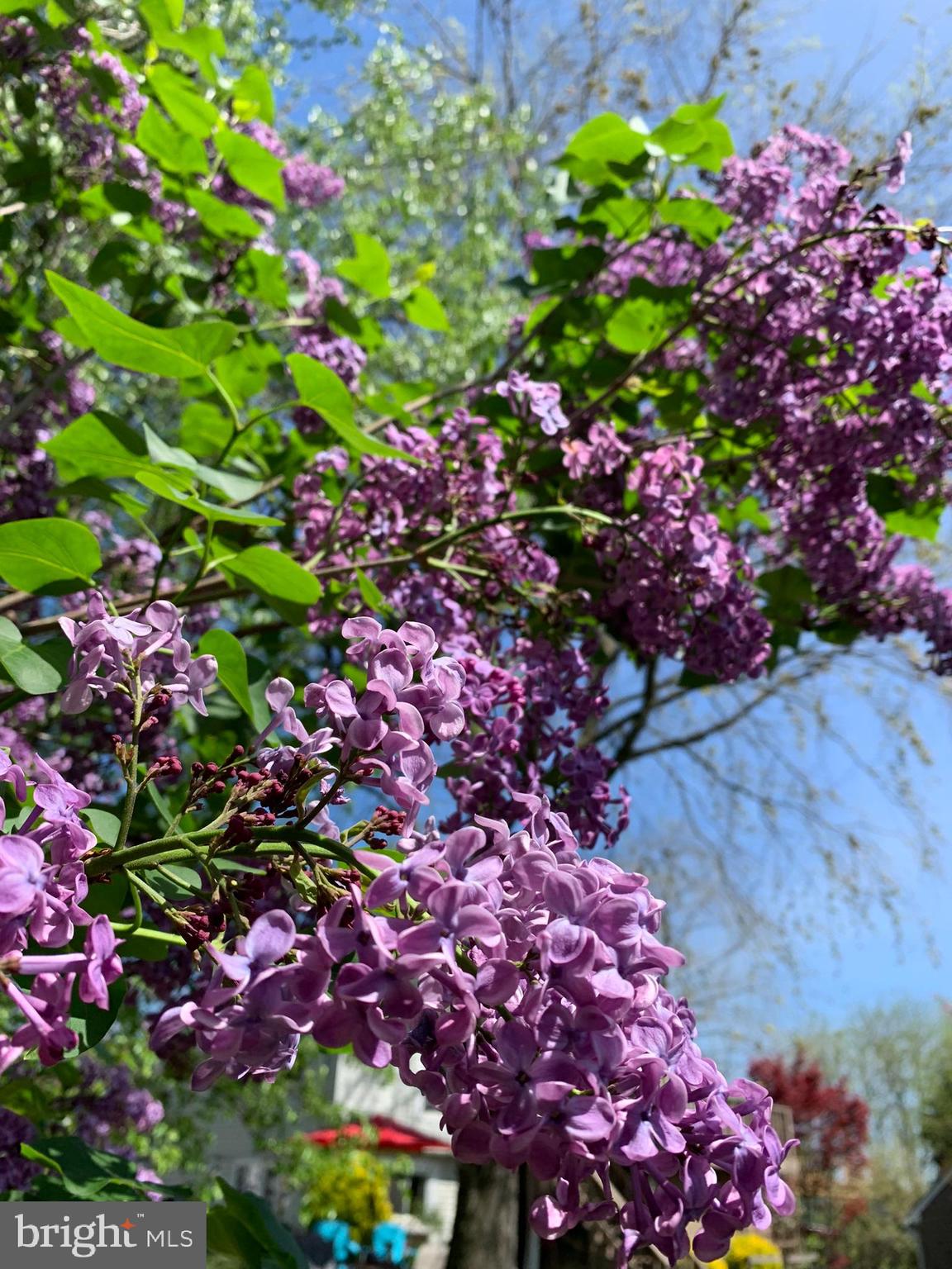 FREDERICKTOWNE VILLAGE - Residential