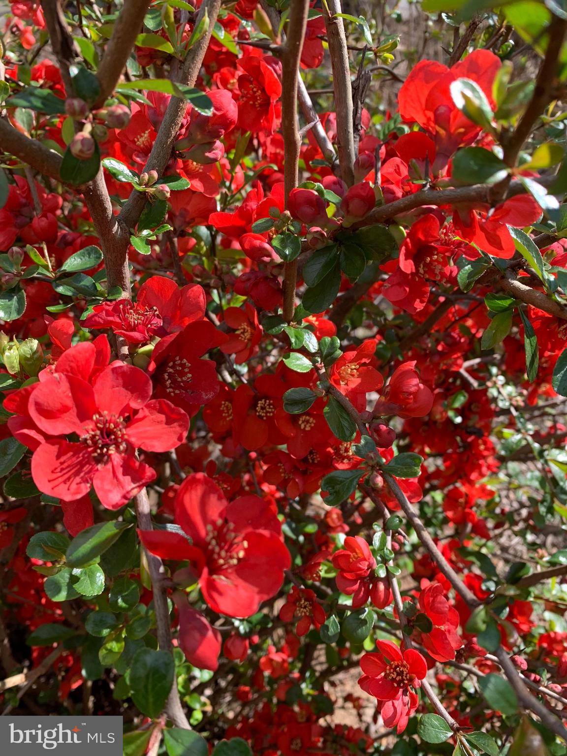 FREDERICKTOWNE VILLAGE - Residential