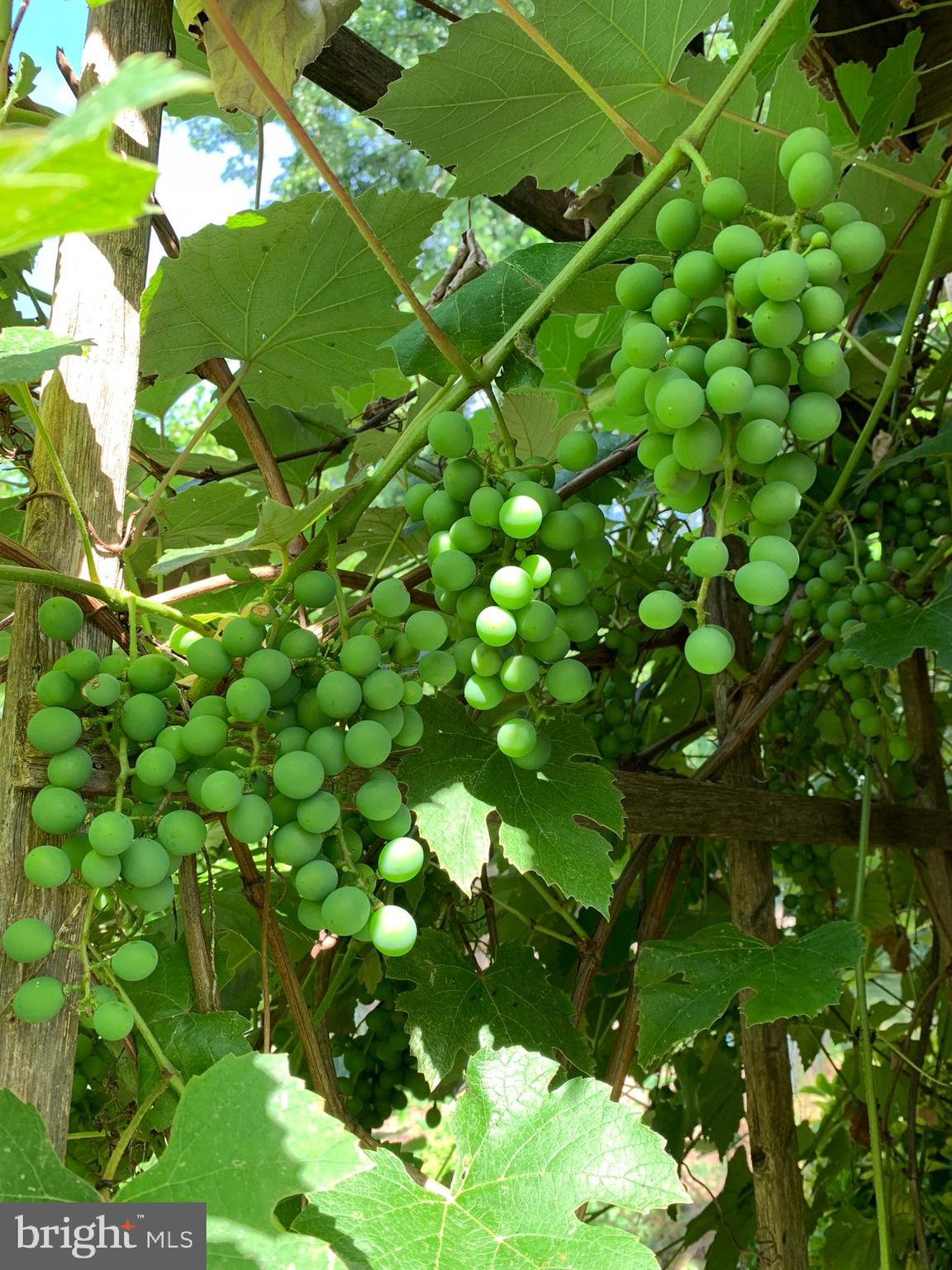 FREDERICKTOWNE VILLAGE - Residential