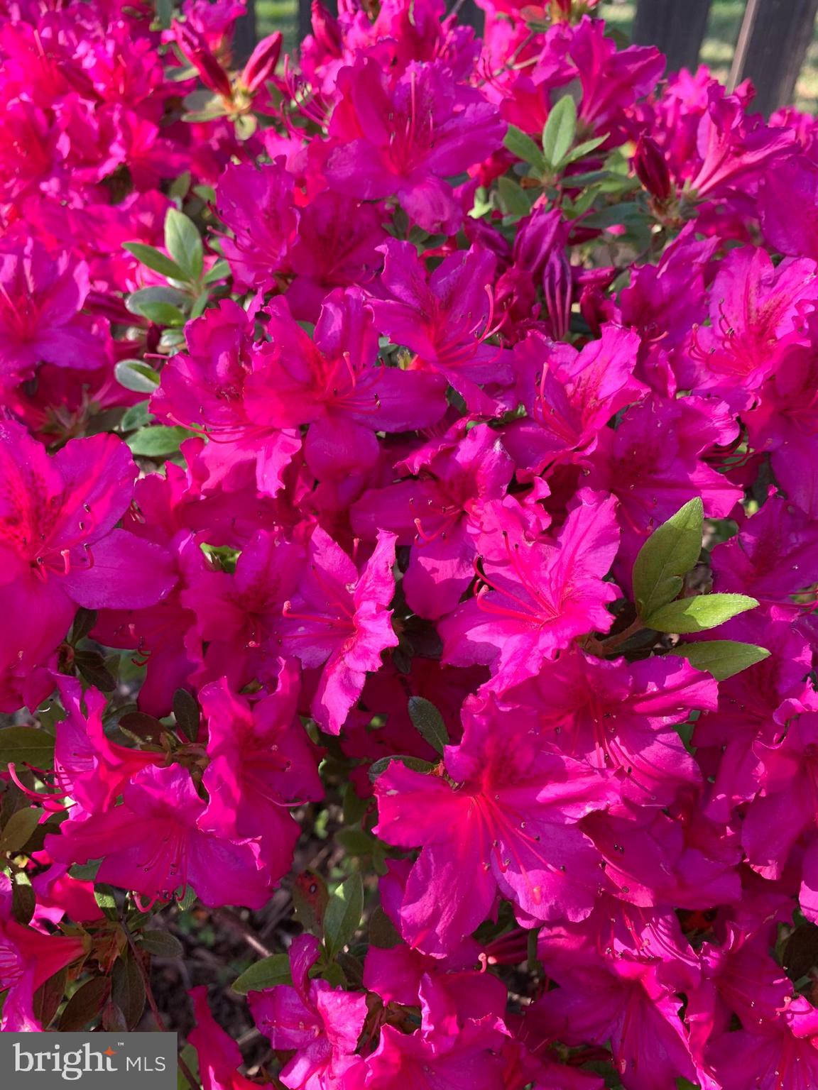 FREDERICKTOWNE VILLAGE - Residential