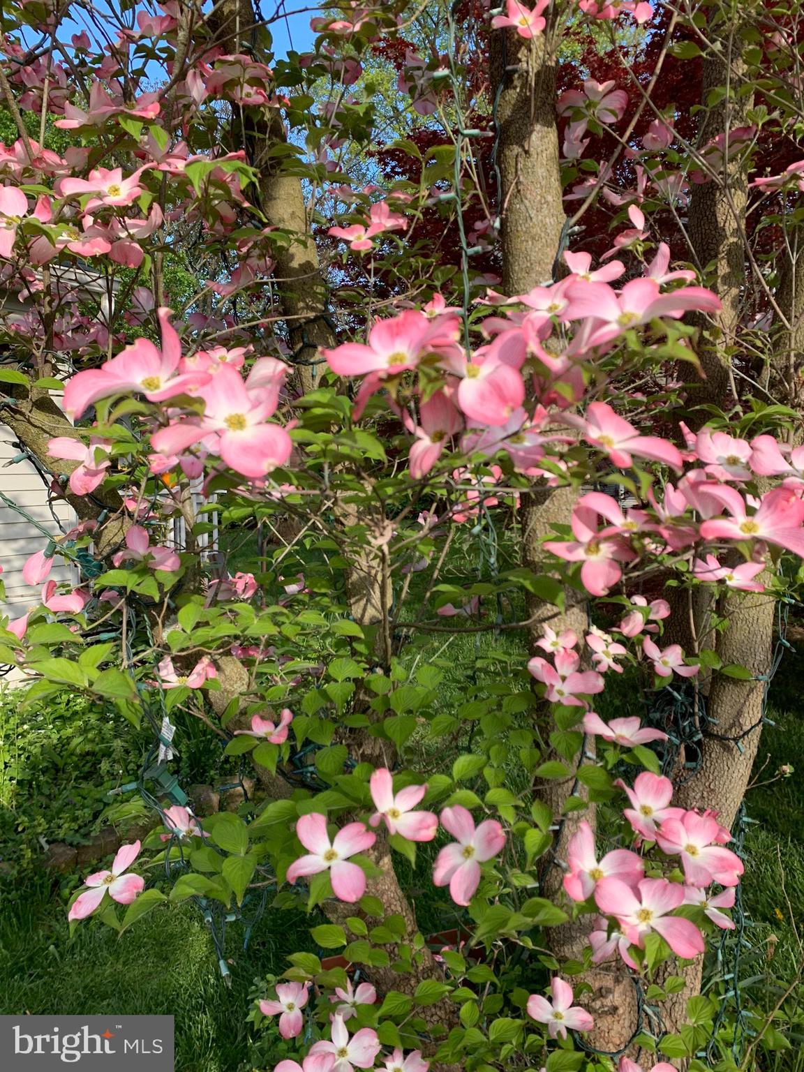 FREDERICKTOWNE VILLAGE - Residential