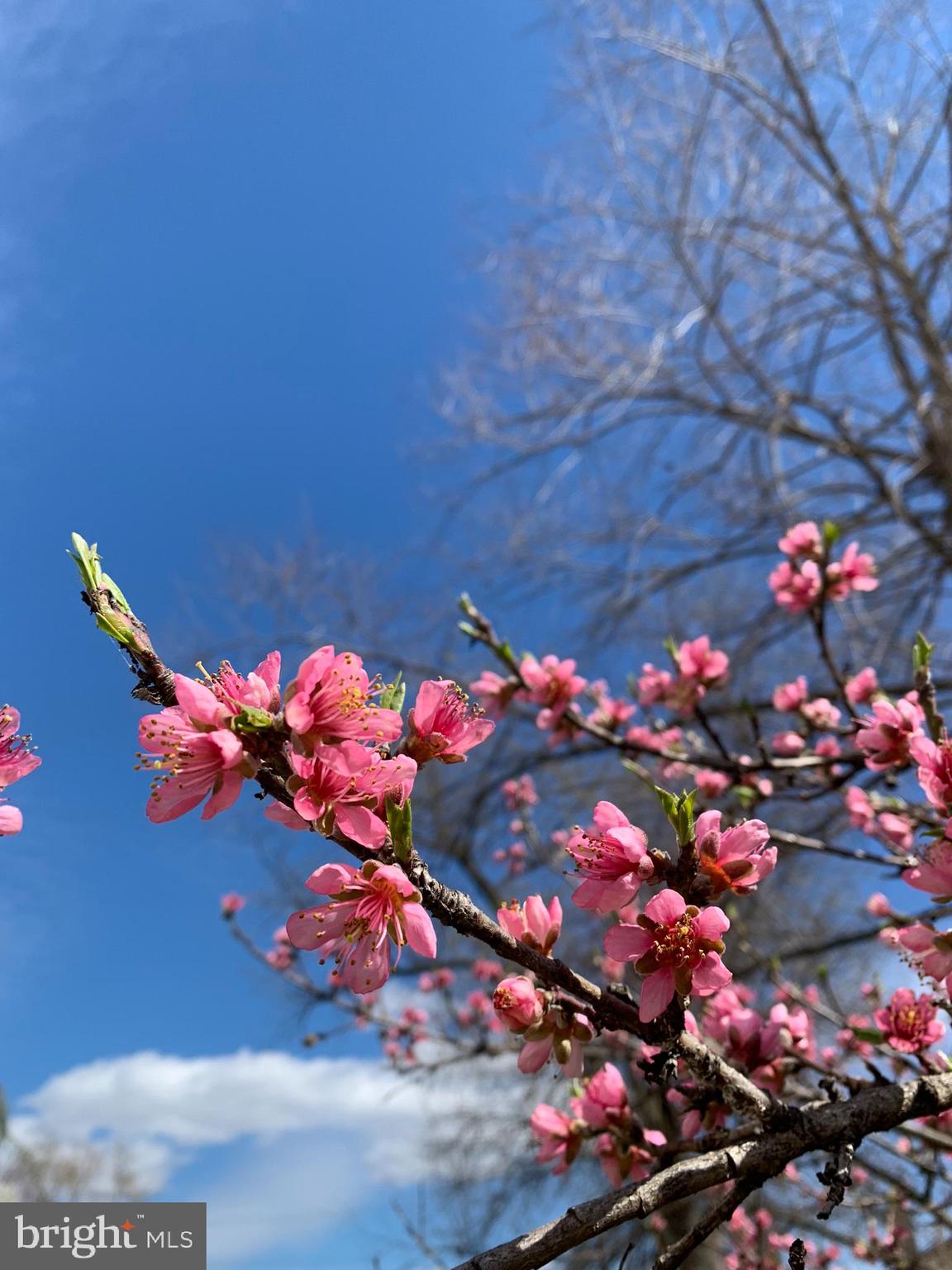 FREDERICKTOWNE VILLAGE - Residential