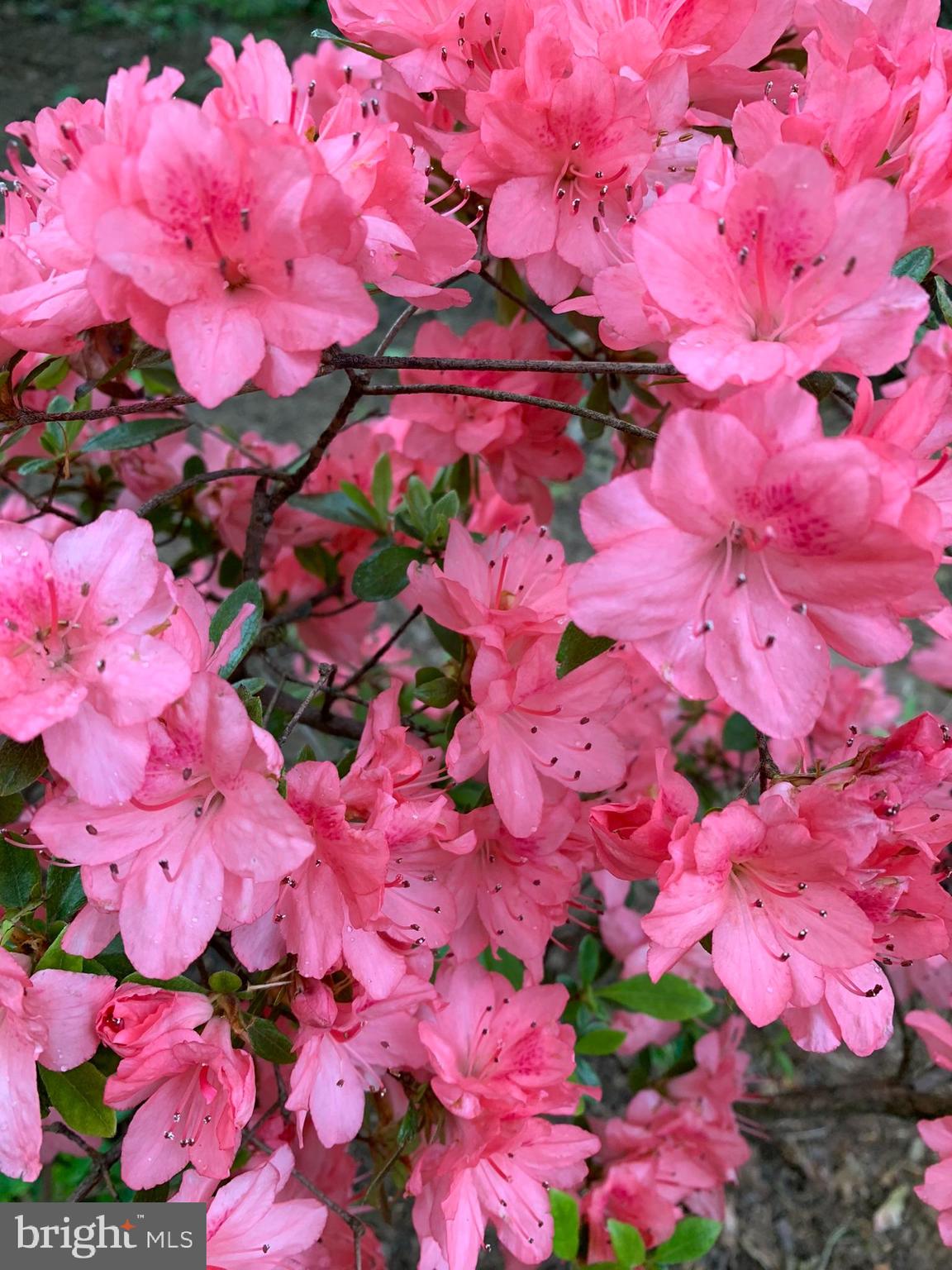 FREDERICKTOWNE VILLAGE - Residential