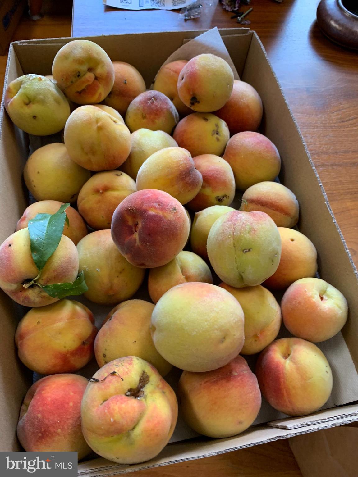 FREDERICKTOWNE VILLAGE - Residential