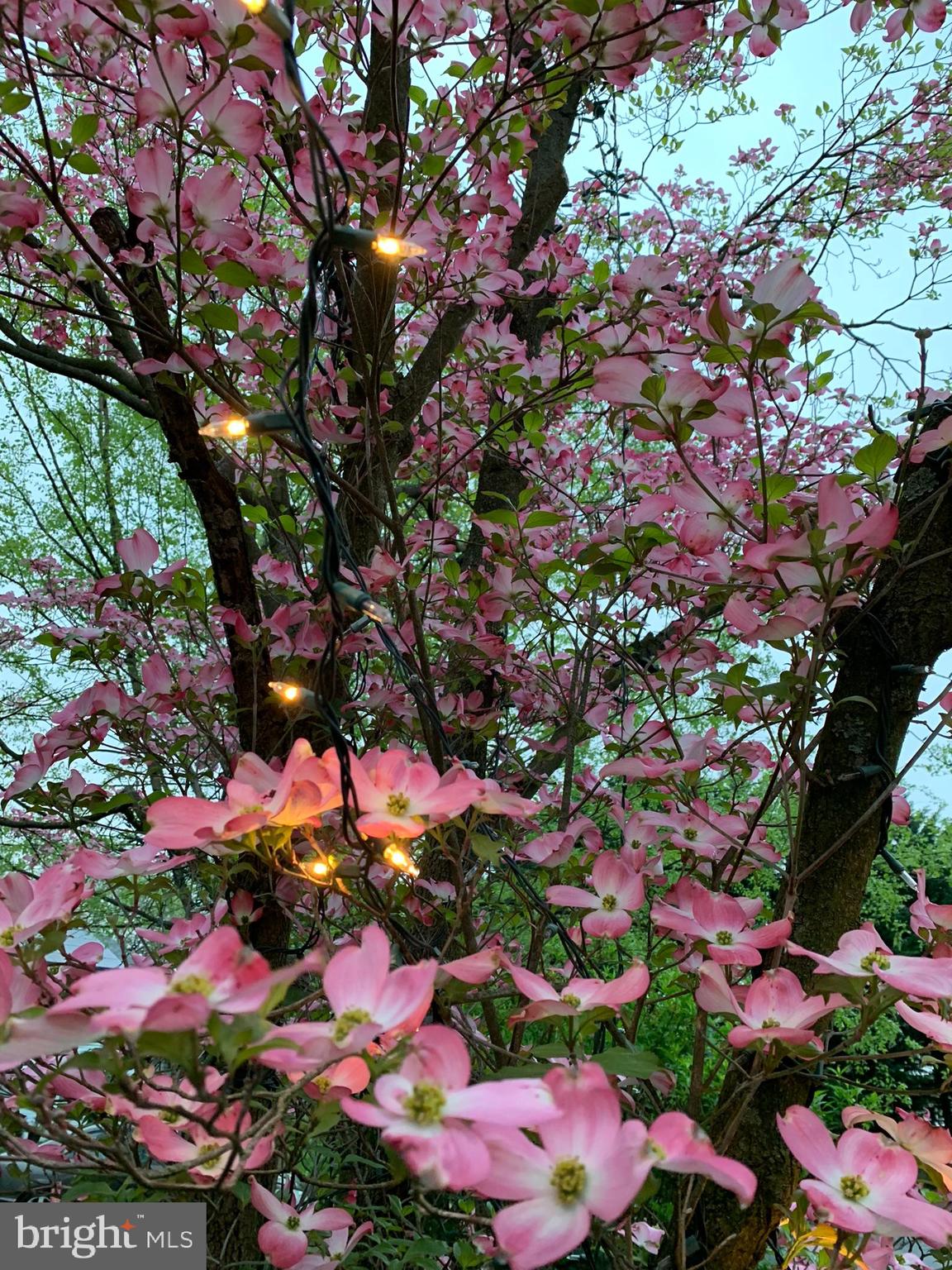 FREDERICKTOWNE VILLAGE - Residential