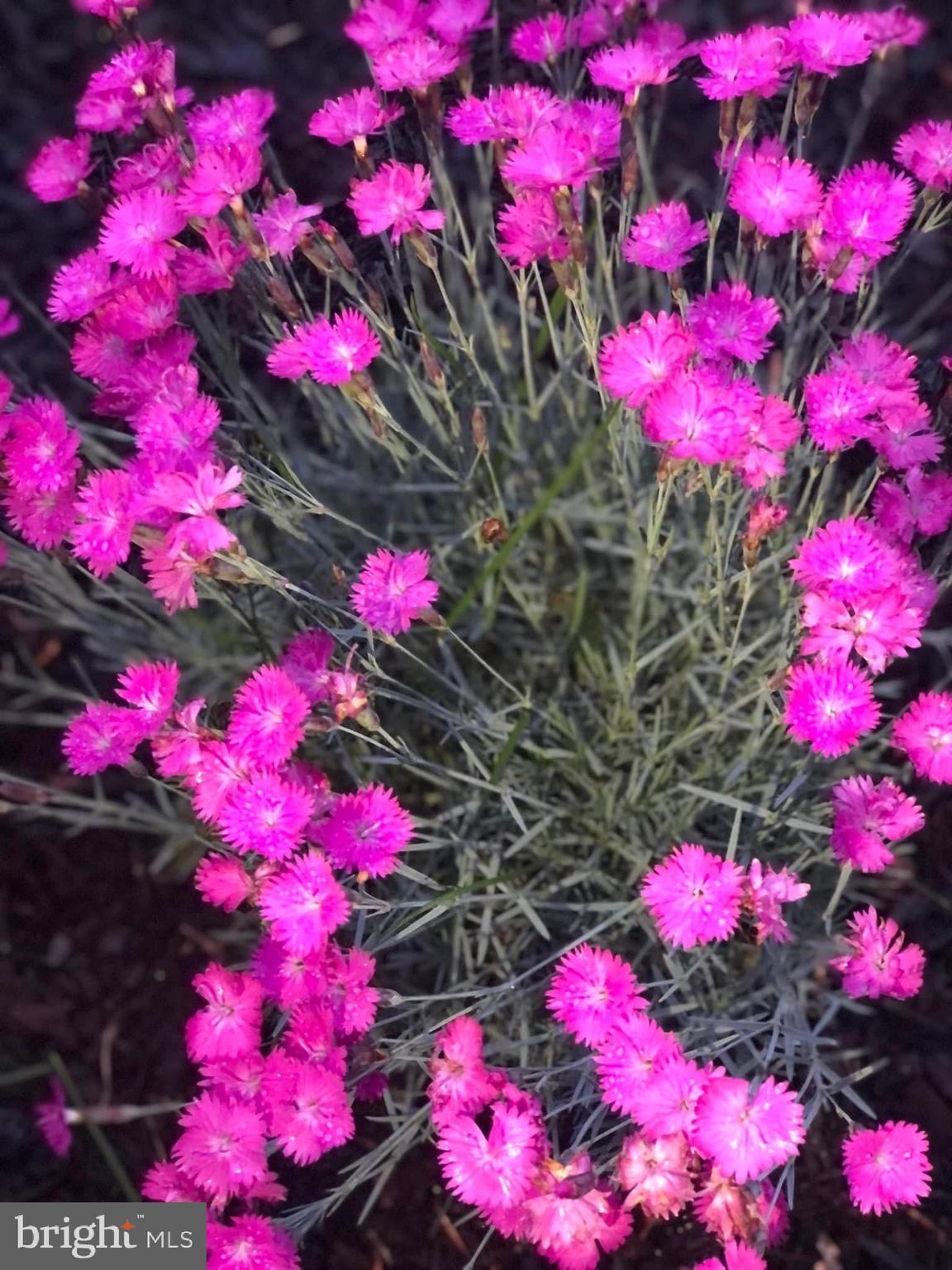 CASCADES - Residential Lease