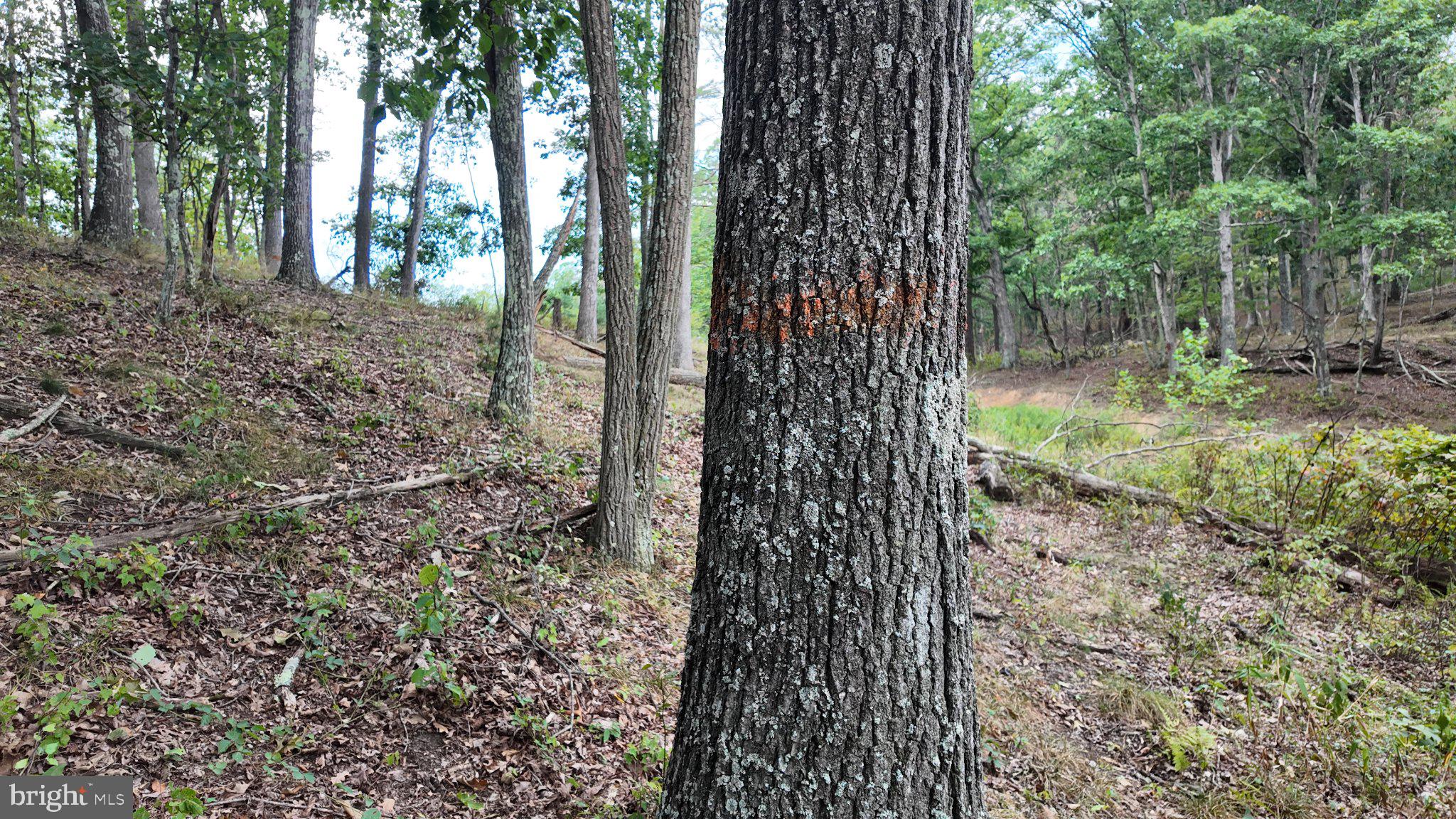 29 Acres GAITHER ROAD