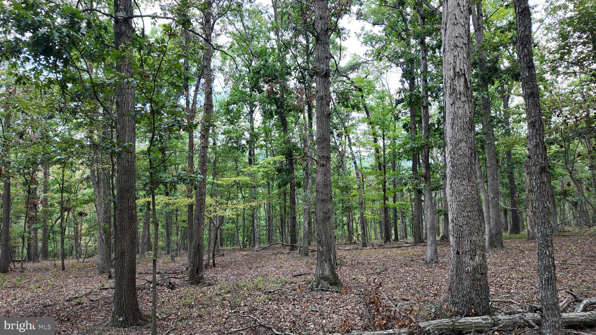 29 Acres GAITHER ROAD