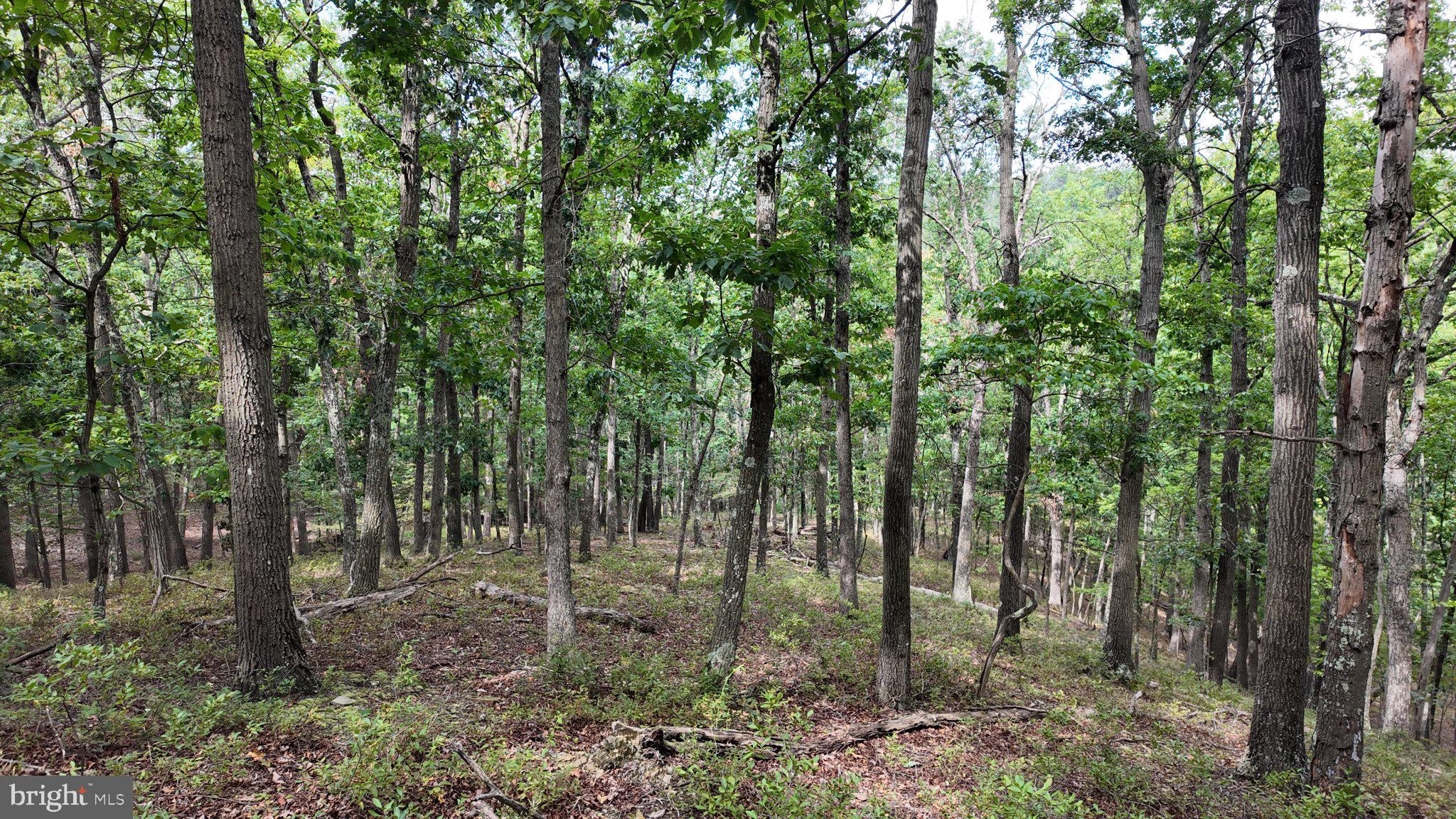 29 Acres GAITHER ROAD