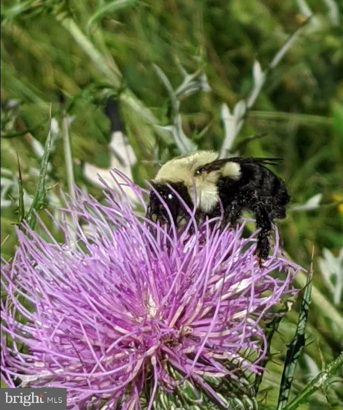 CHAPEL WOODS - Residential