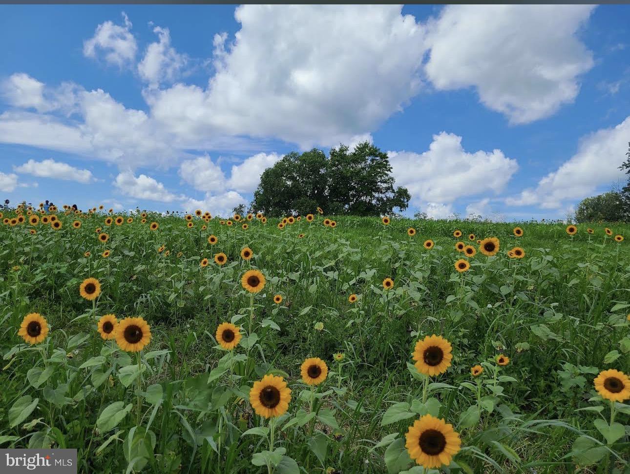CHAPEL WOODS - Residential