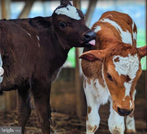 CHAPEL WOODS - Residential