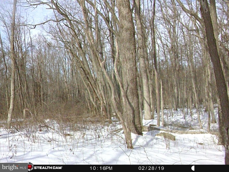 Discover your own private escape on 5.16 wooded, unrestricted acres in Gore, VA, nestled in scenic Frederick County. This peaceful property offers abundant wildlife and a serene natural setting, perfect for recreation, hunting, or creating your ideal getaway.
Conveniently located just minutes outside of Winchester, the land is easily accessible while still providing the privacy you’re looking for. The mostly flat terrain makes it ideal for a variety of uses, and it’s bordered by an additional privately owned, undeveloped 5-acre parcel, enhancing the sense of seclusion.
Property features include three tree stands that convey, a 3x7 storage shelter, clearly marked perimeter boundaries, and posted no trespassing signs. A survey was completed in 2021 for added peace of mind.
Whether you're seeking a recreational retreat or a future homesite, this is a rare opportunity to own a beautiful slice of land just outside Winchester. Don’t miss it!