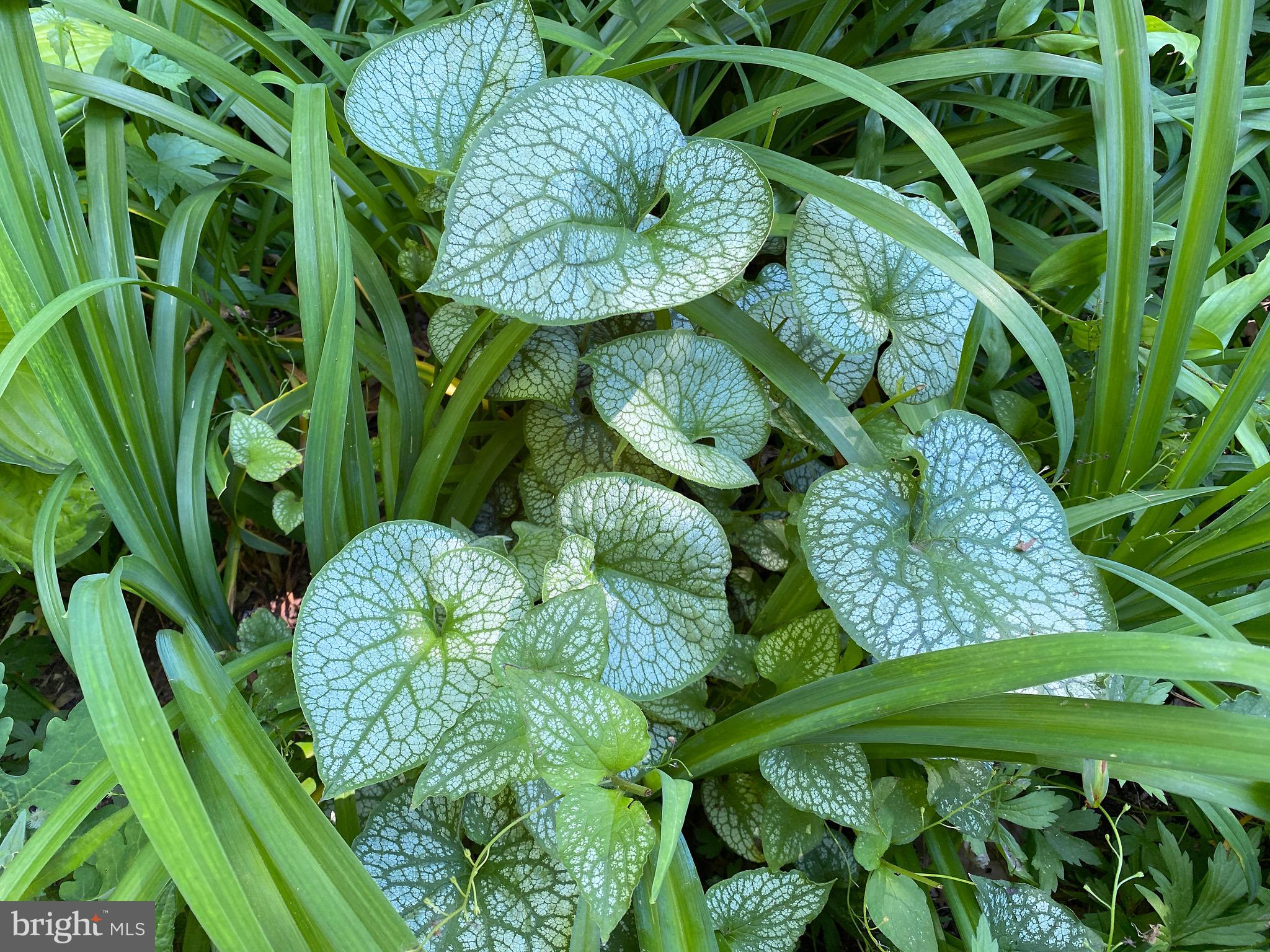 ROLAND PARK - Residential