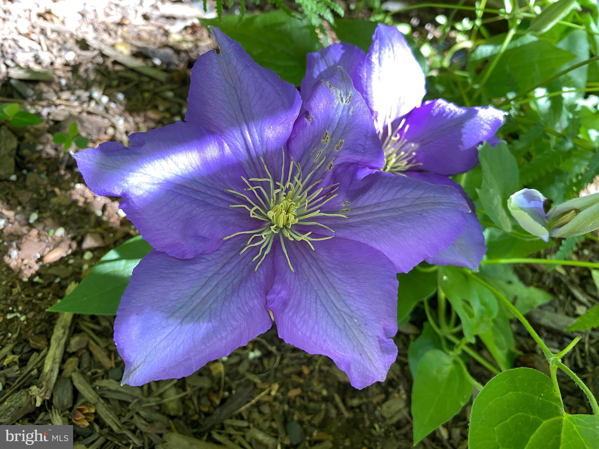 ROLAND PARK - Residential