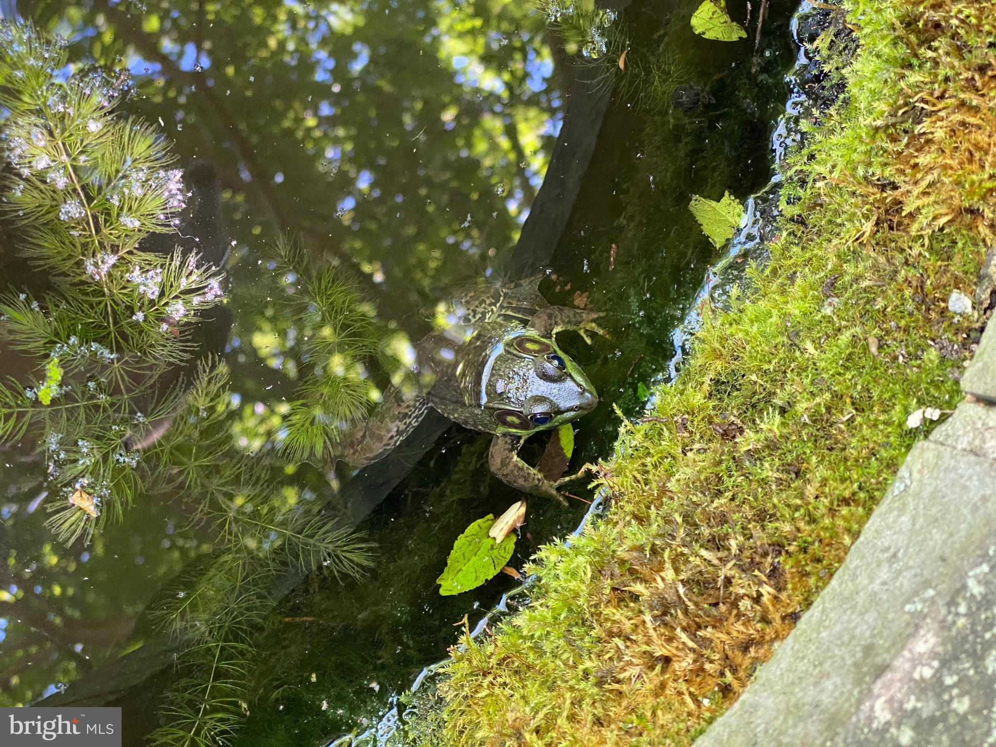 ROLAND PARK - Residential