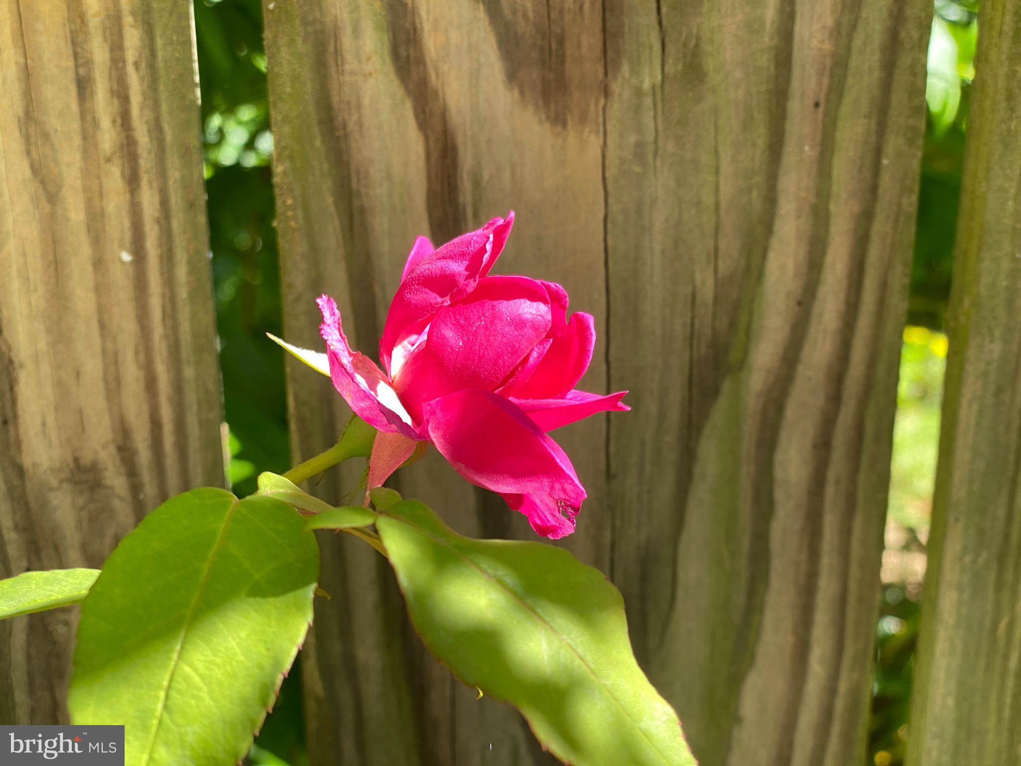 ROLAND PARK - Residential