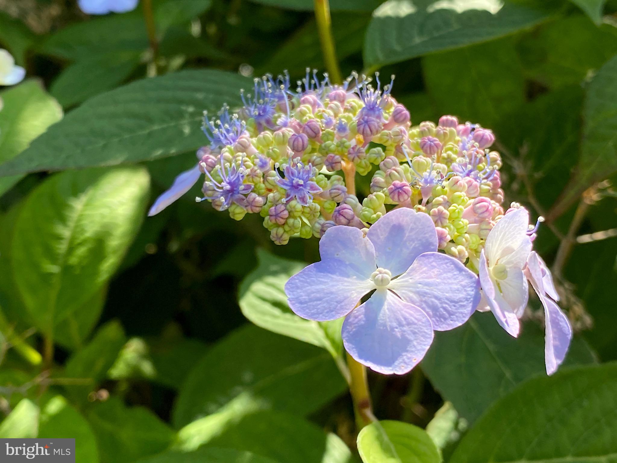 ROLAND PARK - Residential