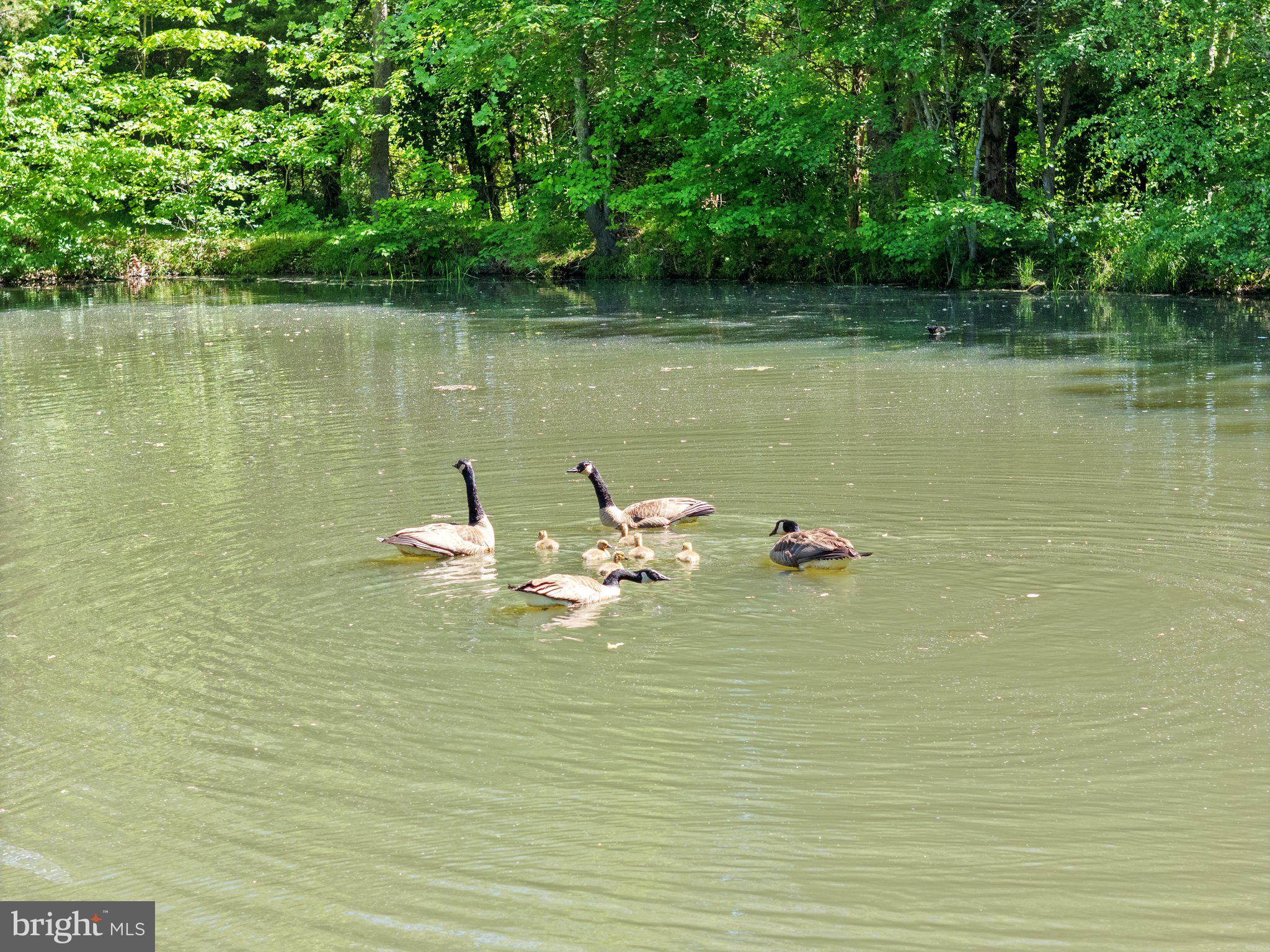 RIXEYVILLE LAKES - Residential