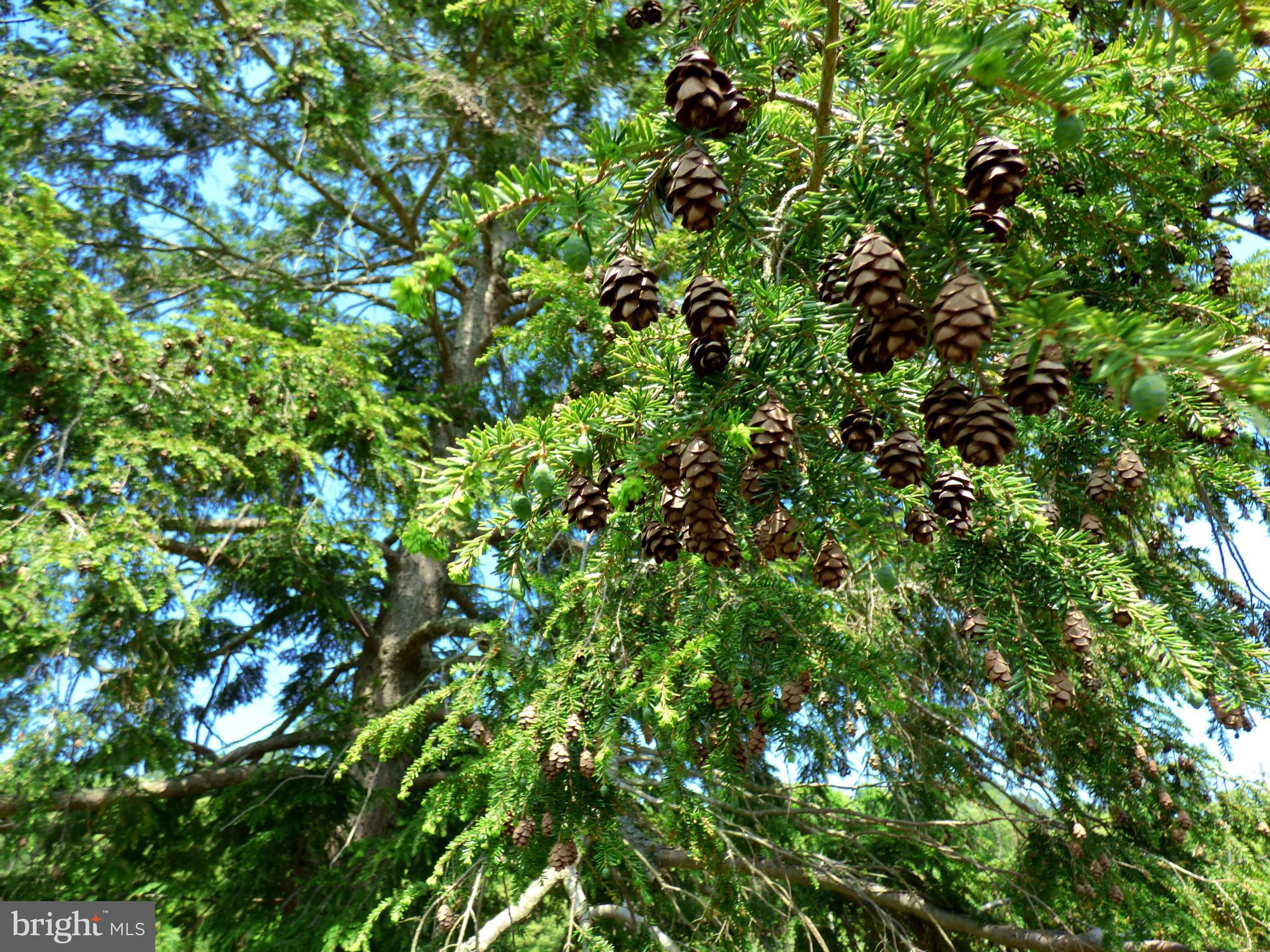 CHESTNUT HILLS - Residential