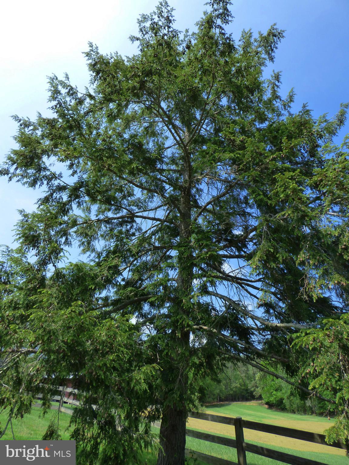 CHESTNUT HILLS - Residential