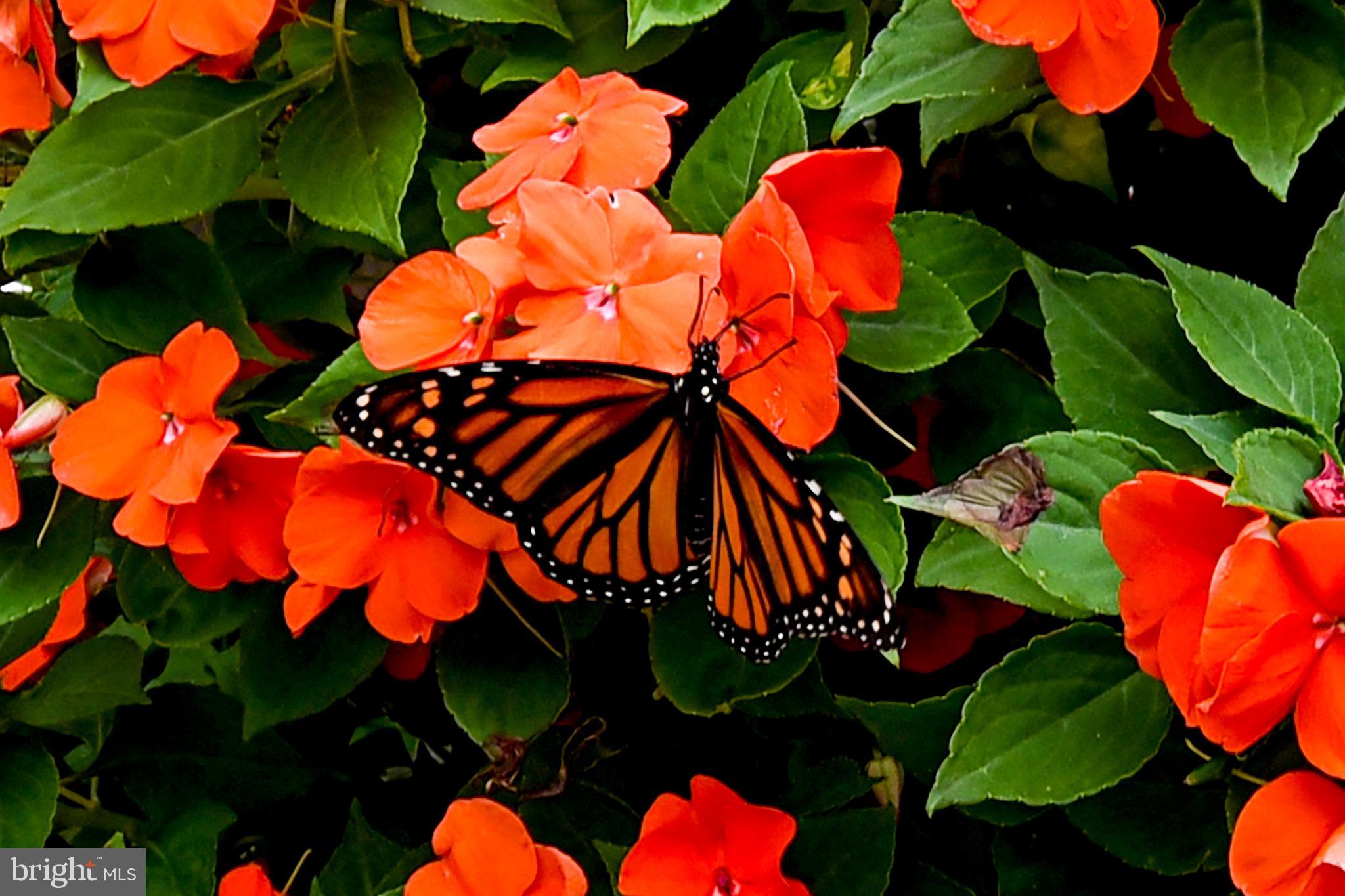 STONE RIDGE - Residential