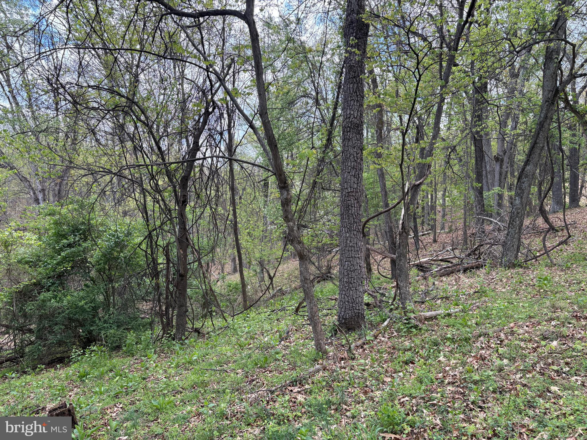 CABIN ON THE MOUNTAIN - Land