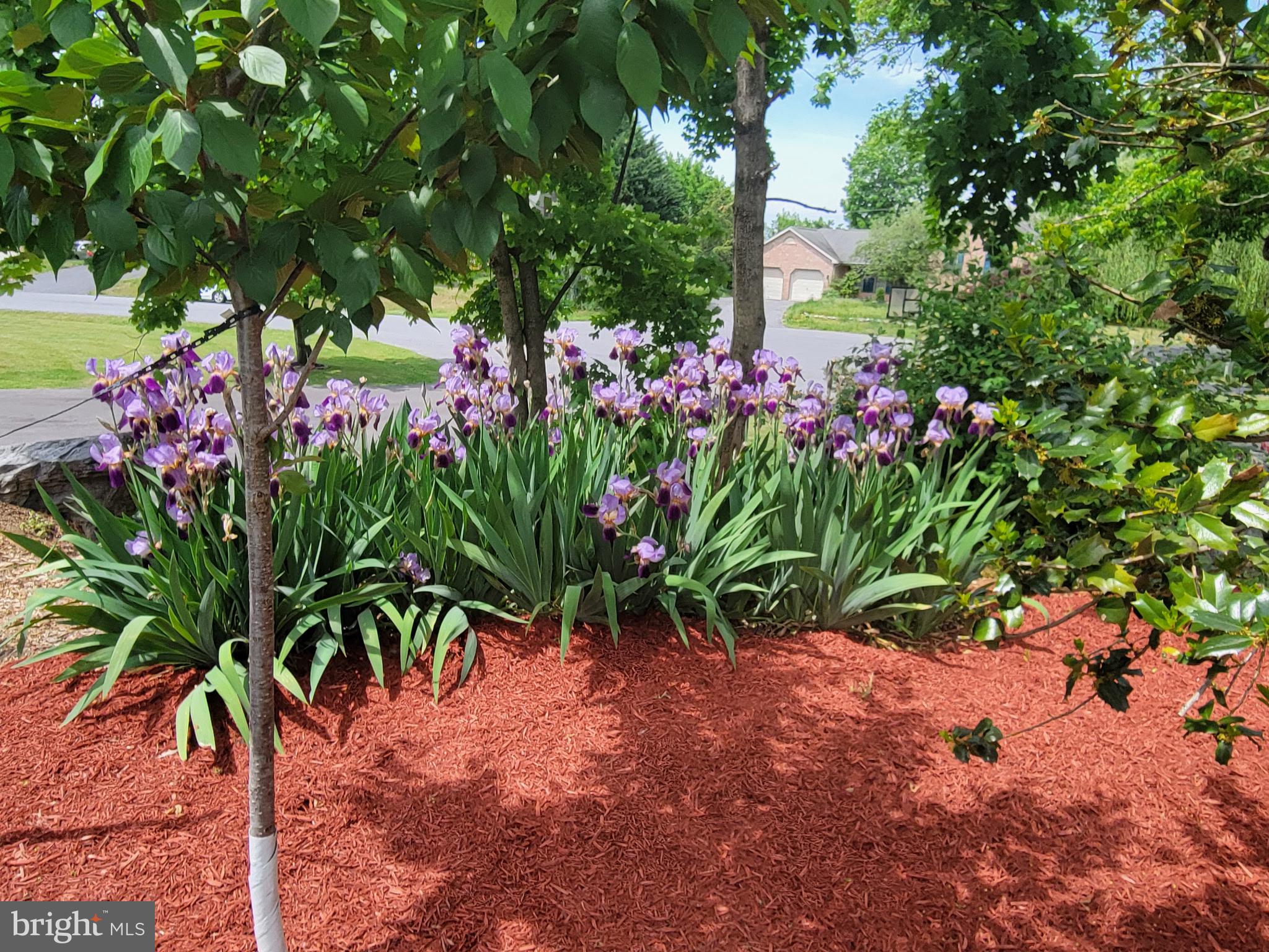 VAN LEAR - Residential