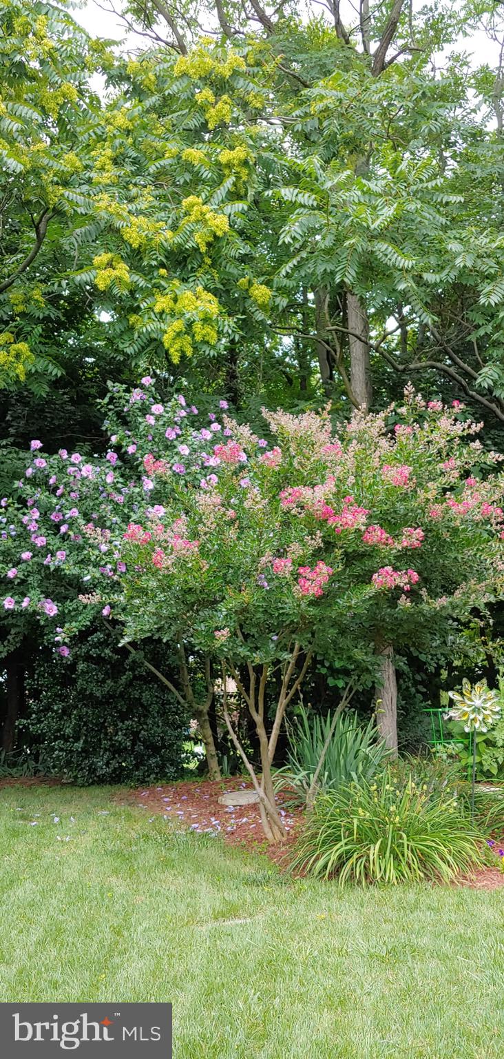 VAN LEAR - Residential