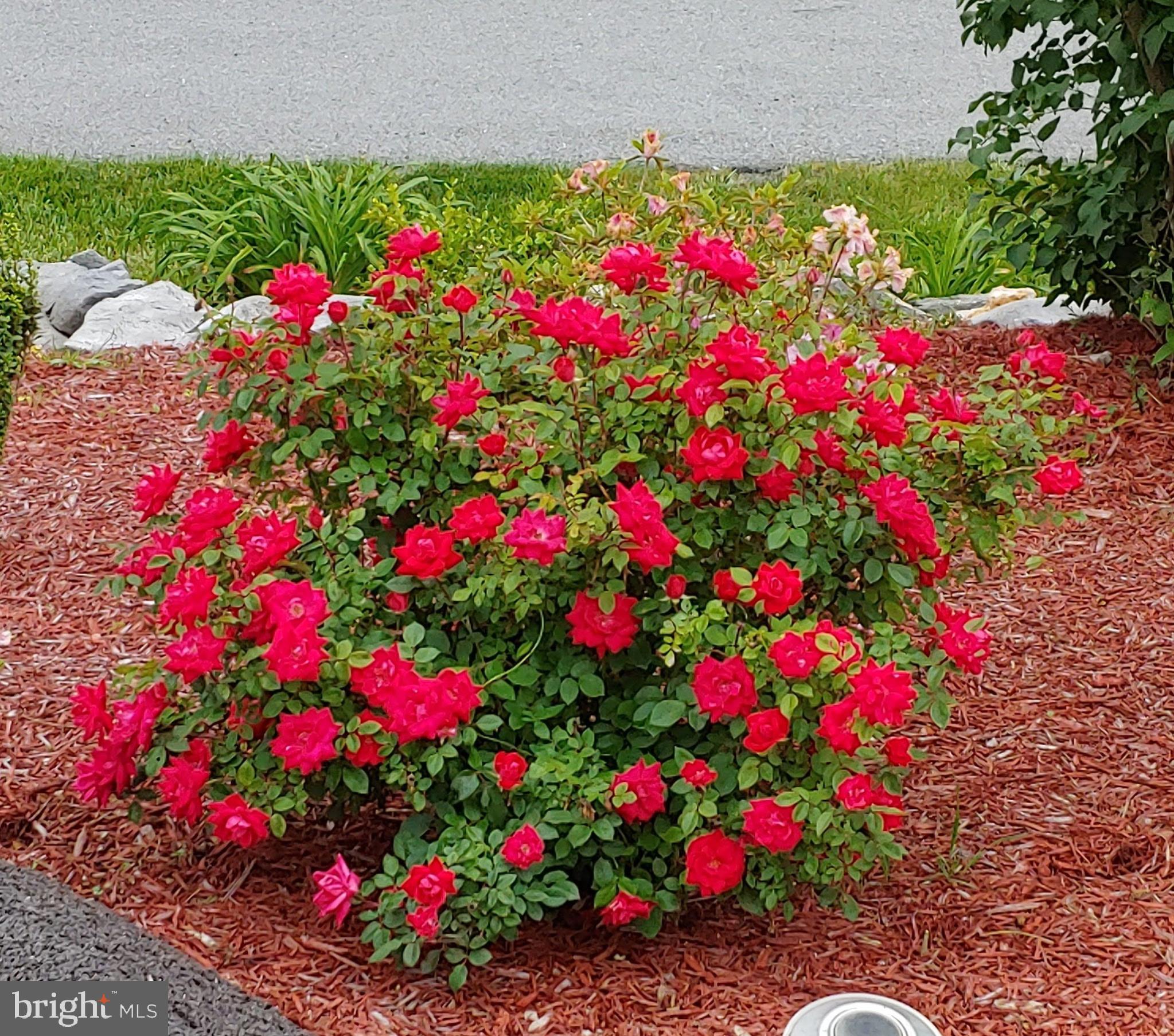 VAN LEAR - Residential