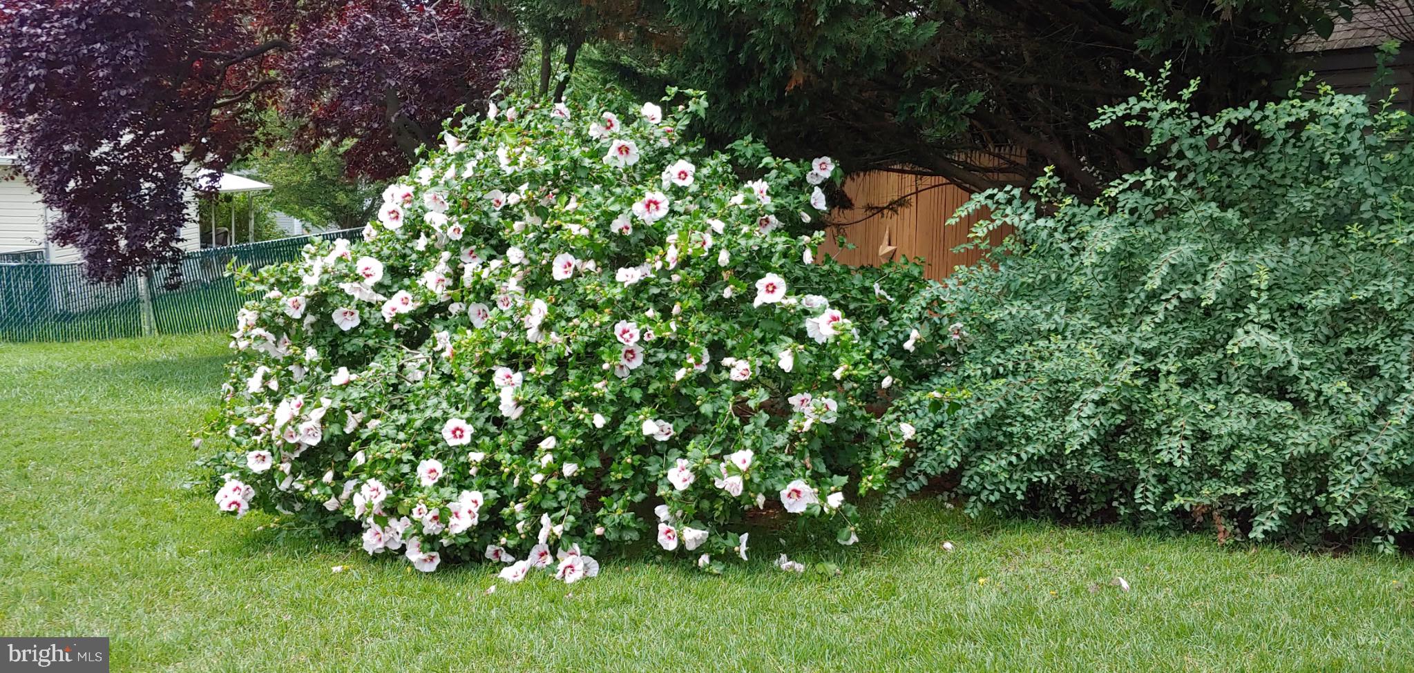 VAN LEAR - Residential