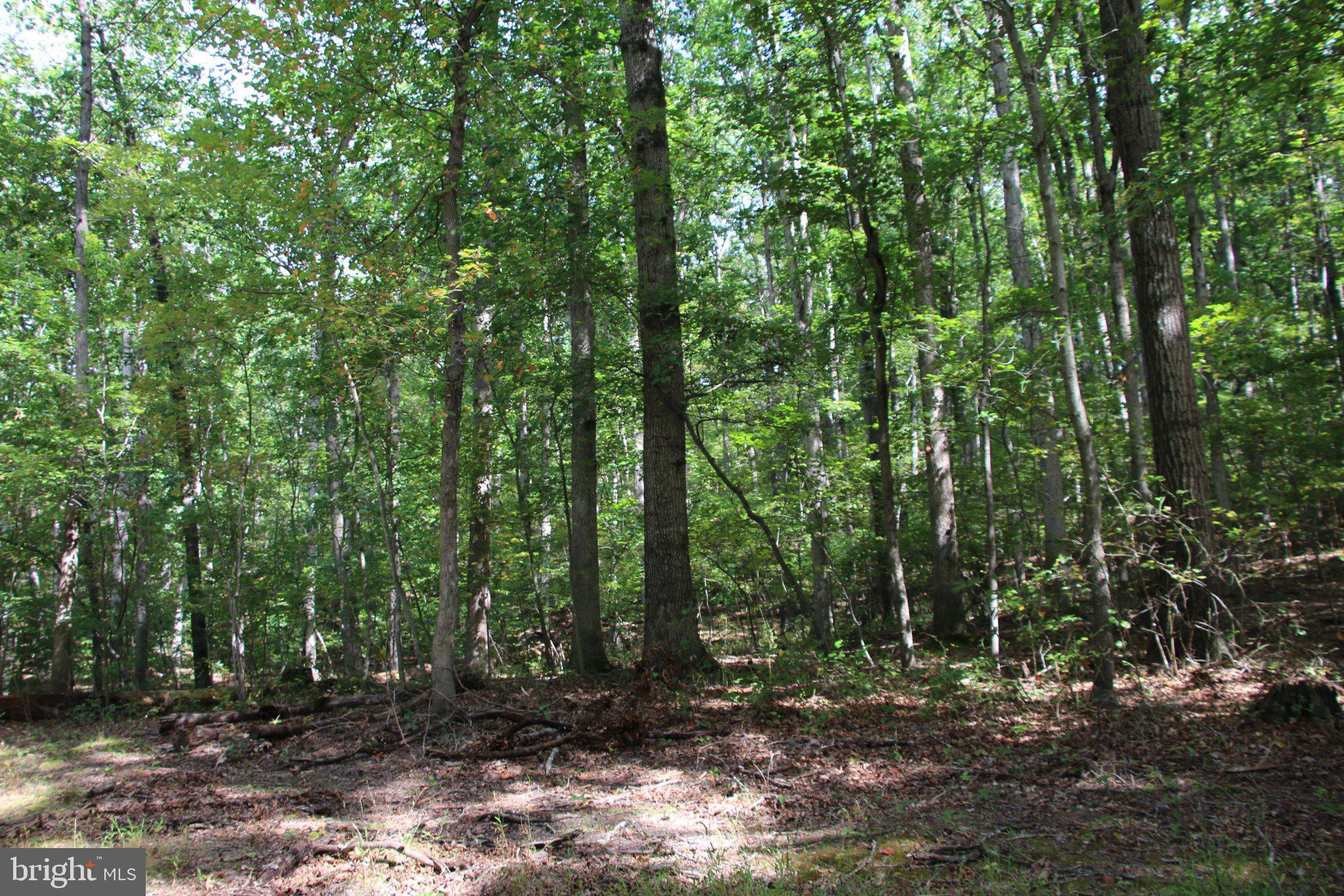 HODGES LANE